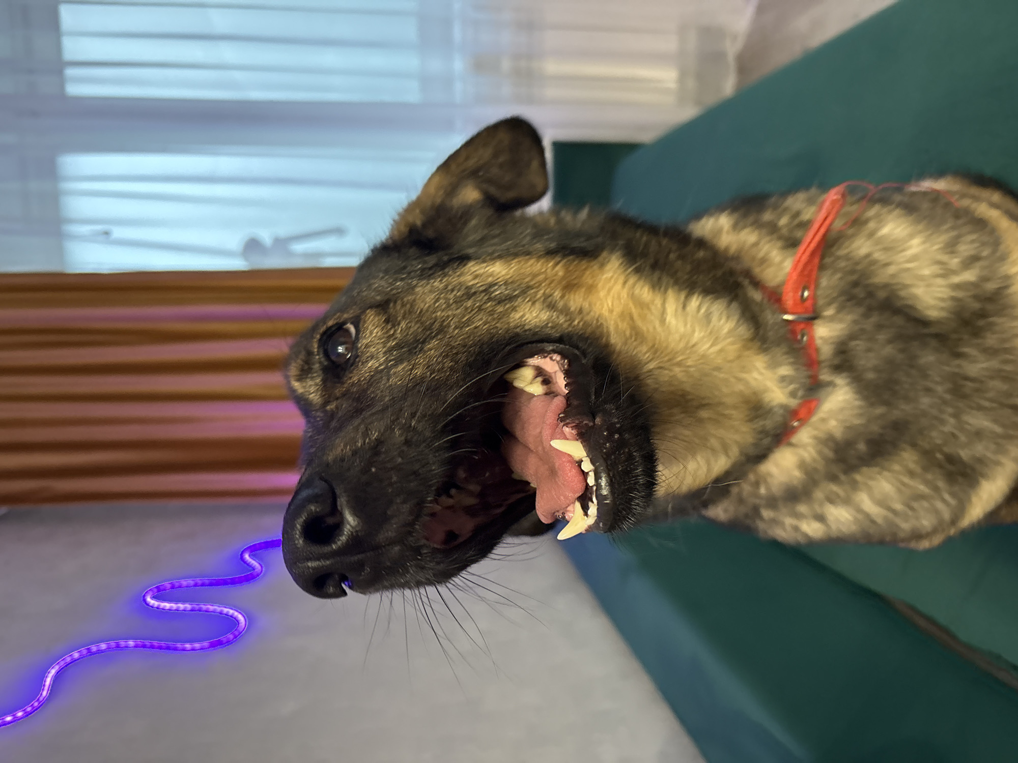 German Shepherd on a green sofa, living its best life