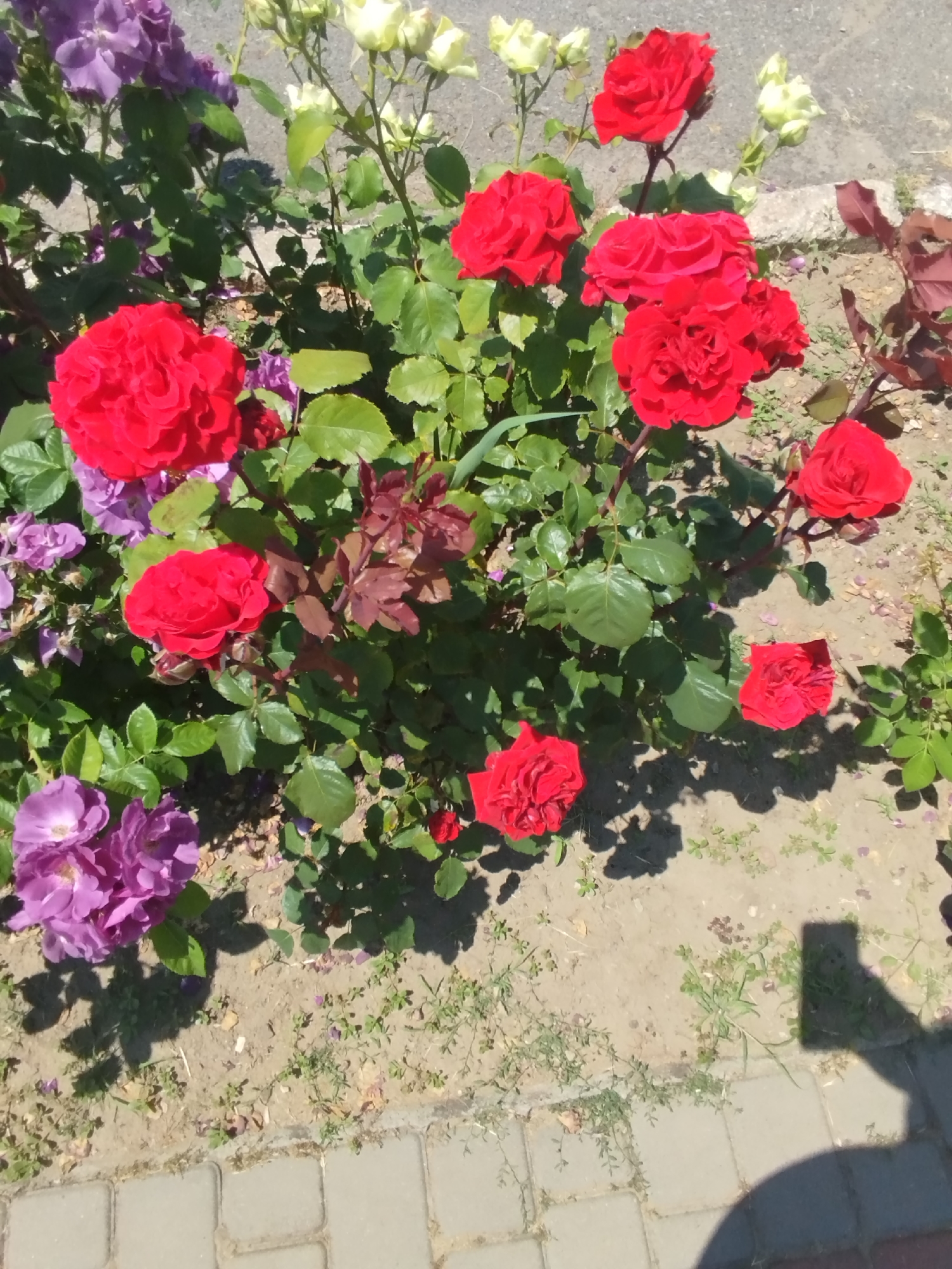 Garden Rose Blooms Documented Across Multiple Urban Locations