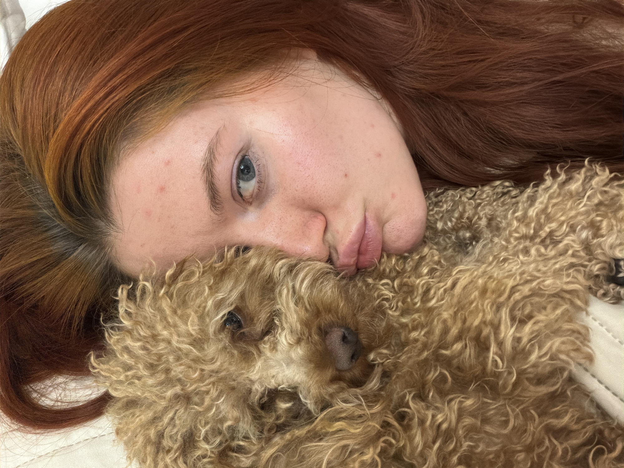 Evening at home in Krasnodar with a toy poodle
