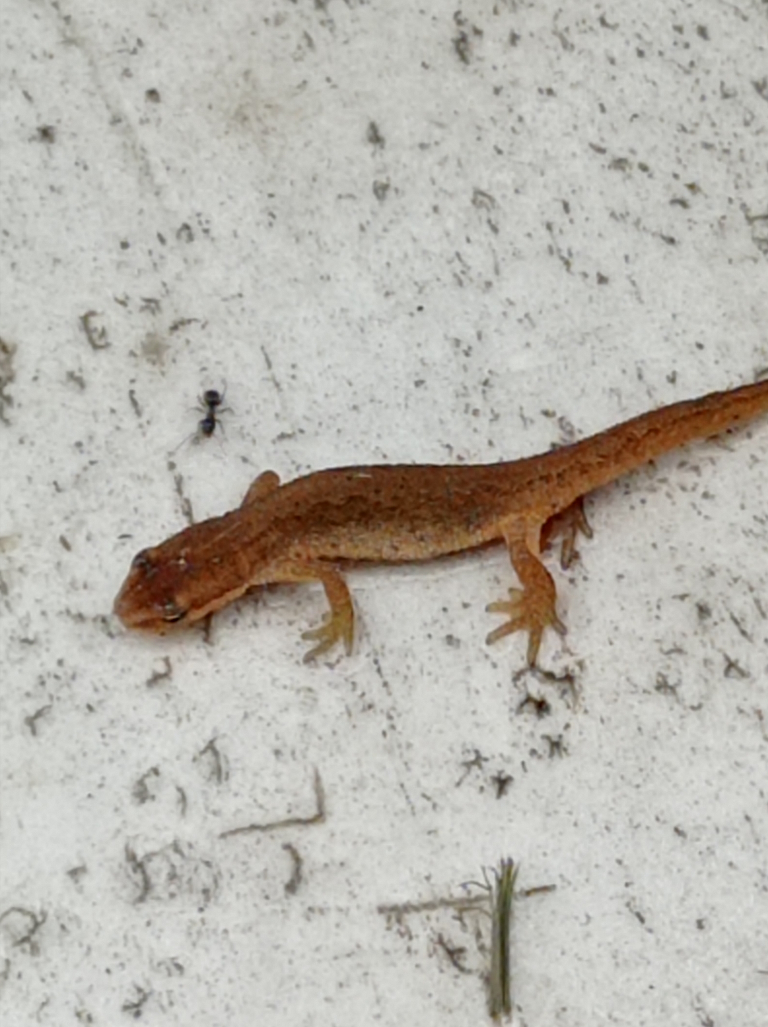 Small amphibian photographed resting in Degtyarsk, Russia