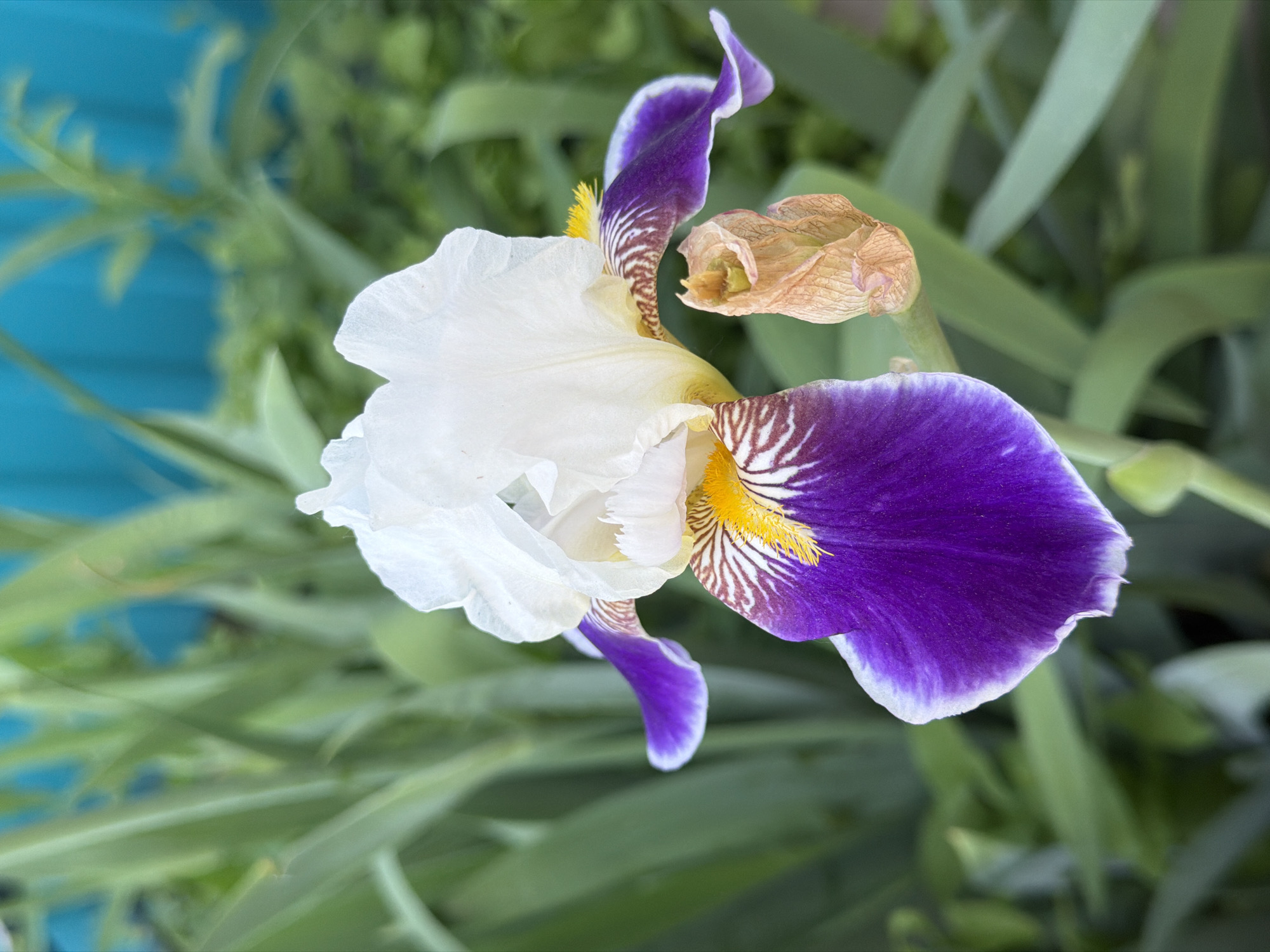 Garden flower photography session featuring blooming peonies and seasonal varieties