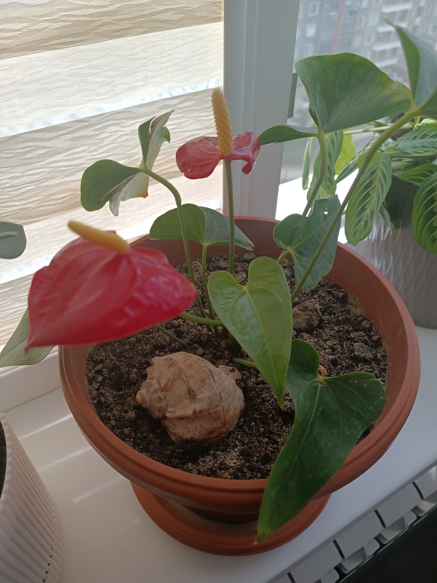 Six houseplants photographed up close in quick succession