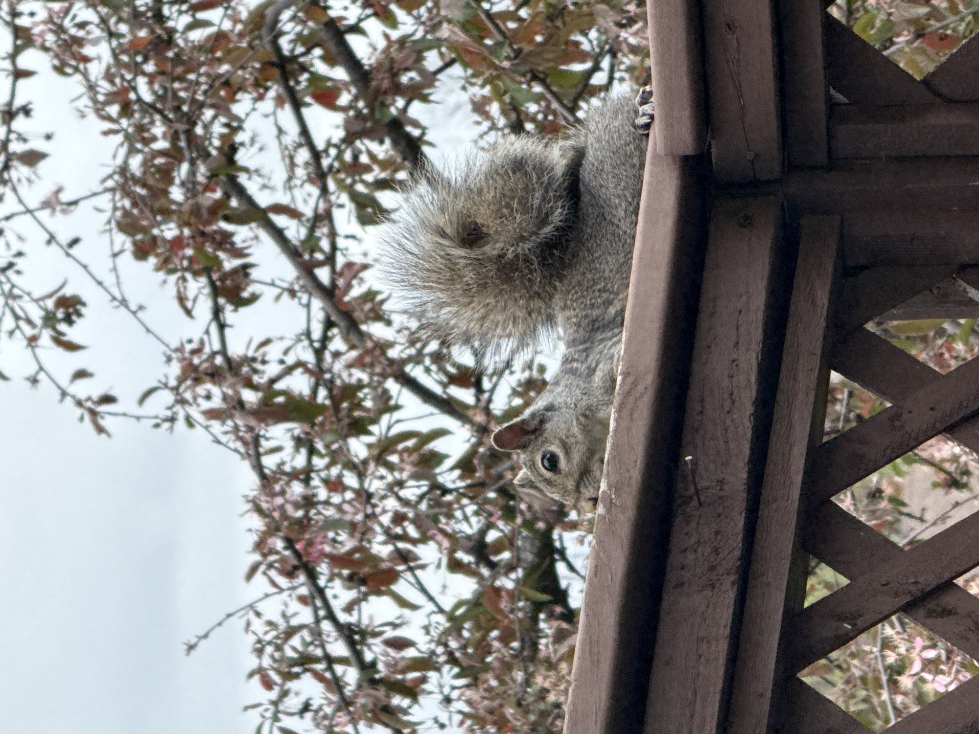 Gray squirrel feeds along wooden fence in Columbus
