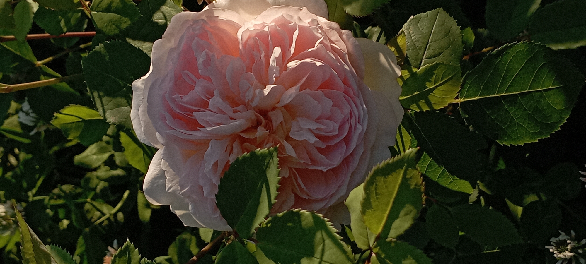 Garden afternoon in Radisne captures blooming flowers and visiting wildlife