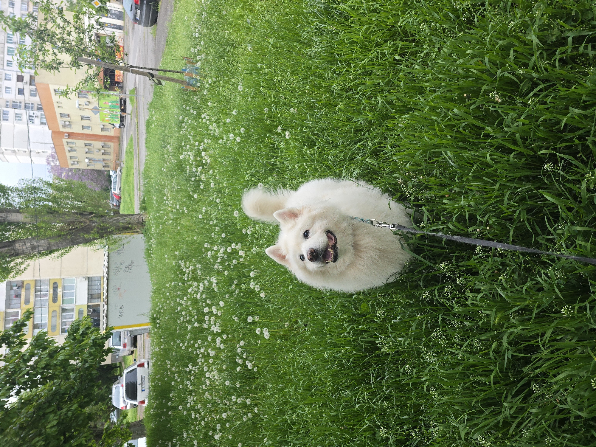 Early morning scenes in Sofia: dog walk, glass gathering