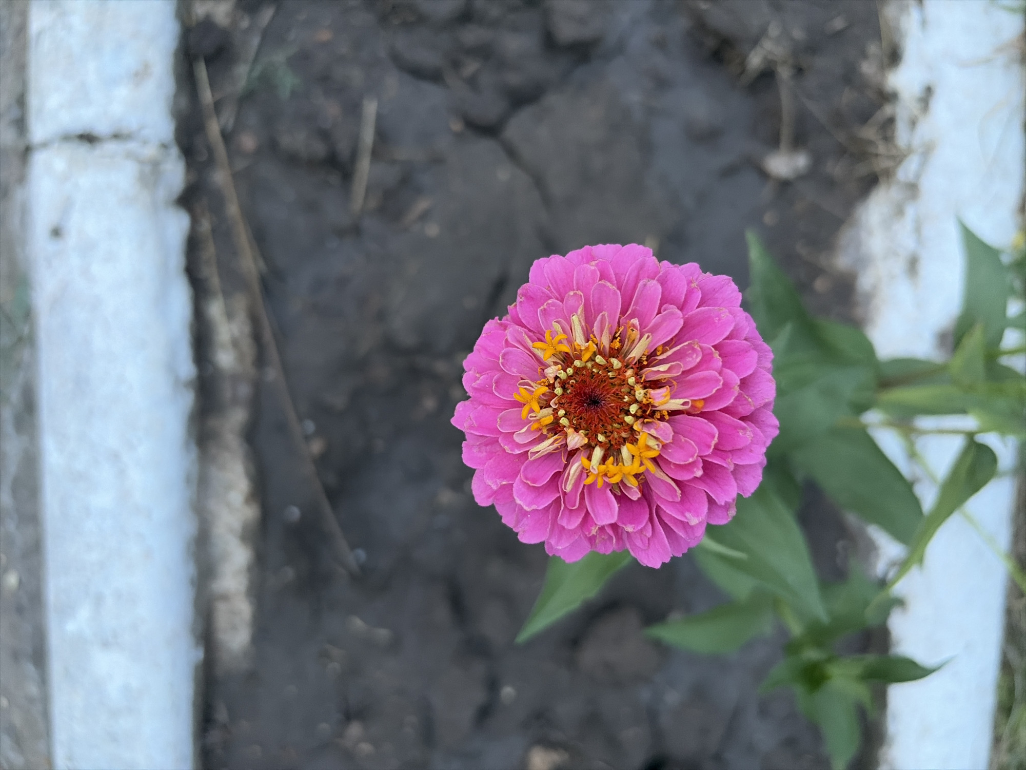 Oxentea, Moldova