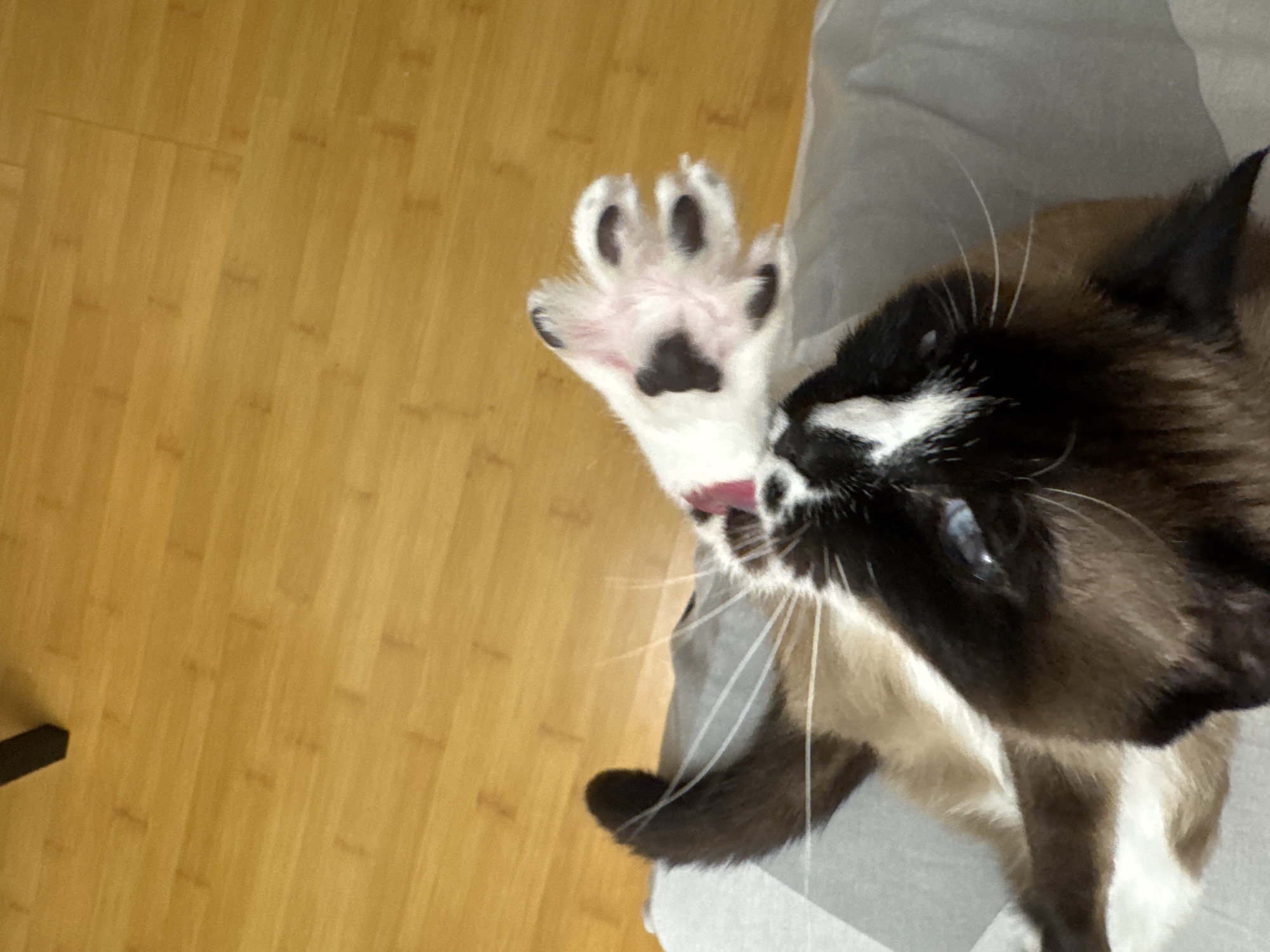 Cats grooming and lounging in Ussurijsk apartment
