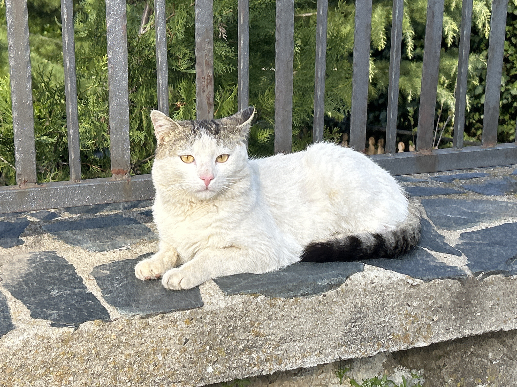 Cat spotted near lemon tree in Bulgarian village