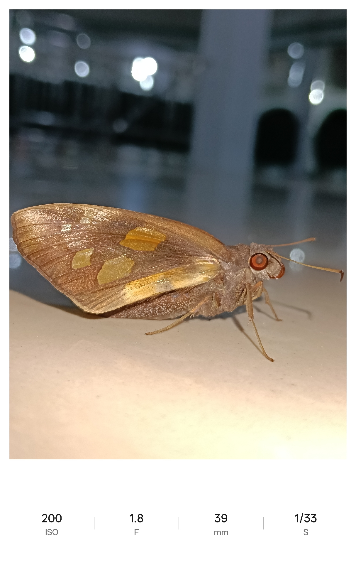 Skipper moth spotted and photographed in Lhokseumawe, Indonesia