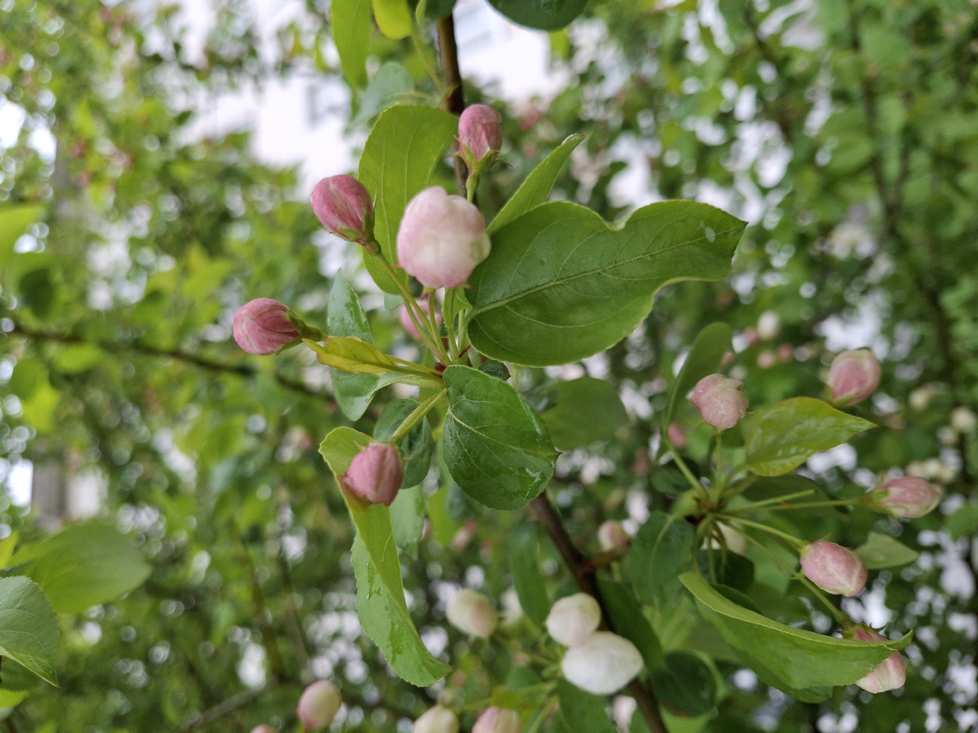 Spring morning captured in Chaikovsky: blossoms, treats, quiet moments