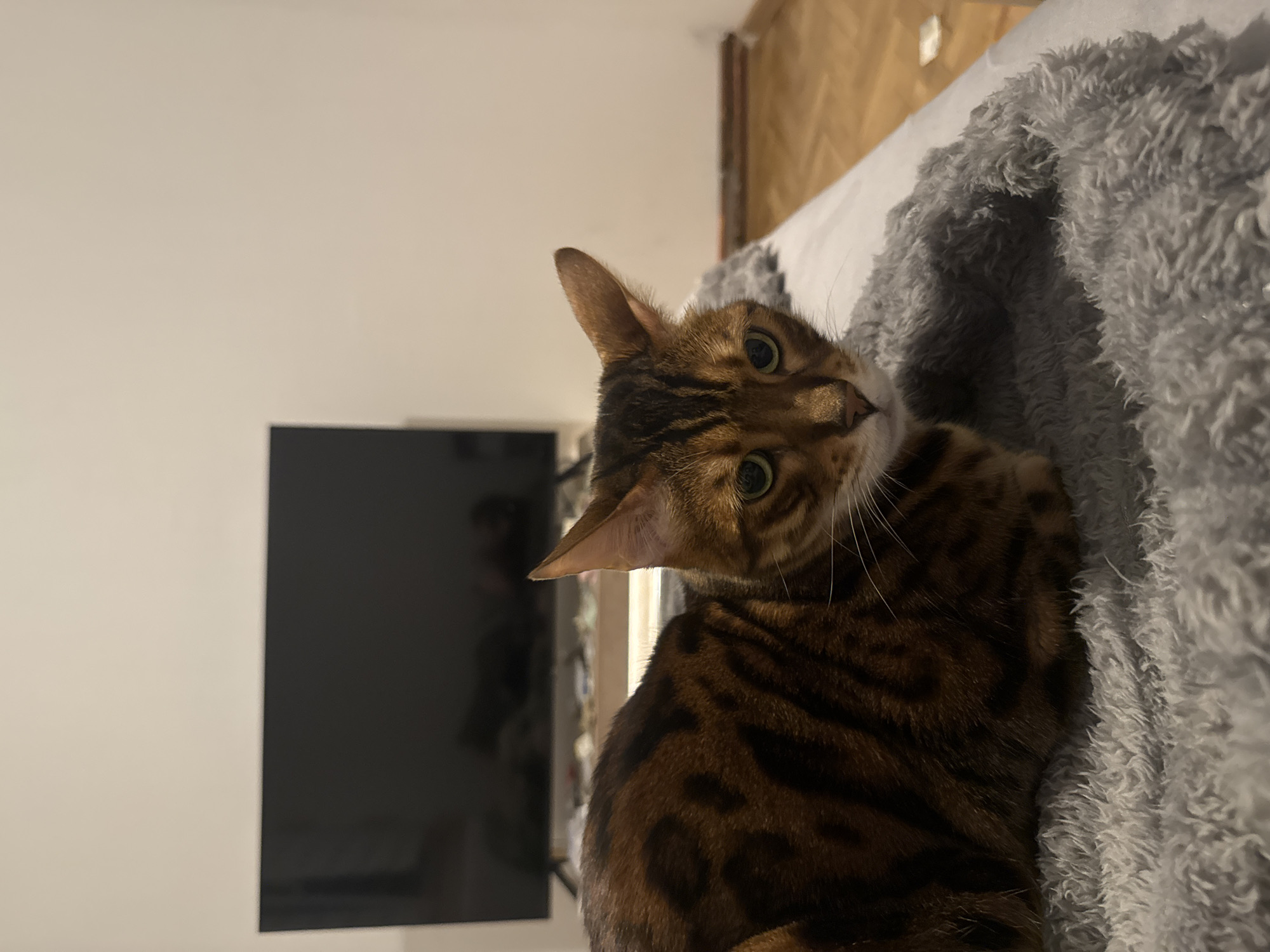 Pet portraits captured in Belgrade home during evening hours