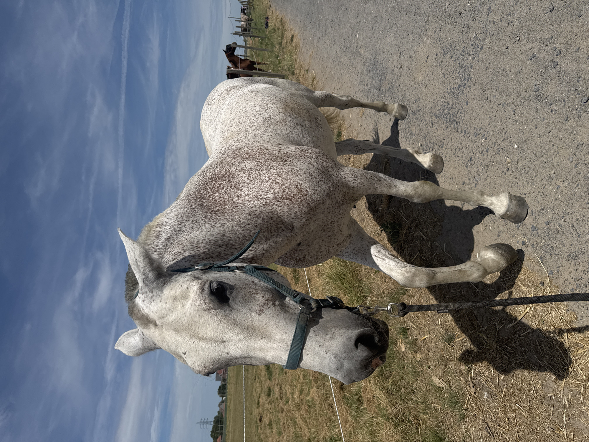Dappled grey horse groomed and hosed down at Estaimpuis stable