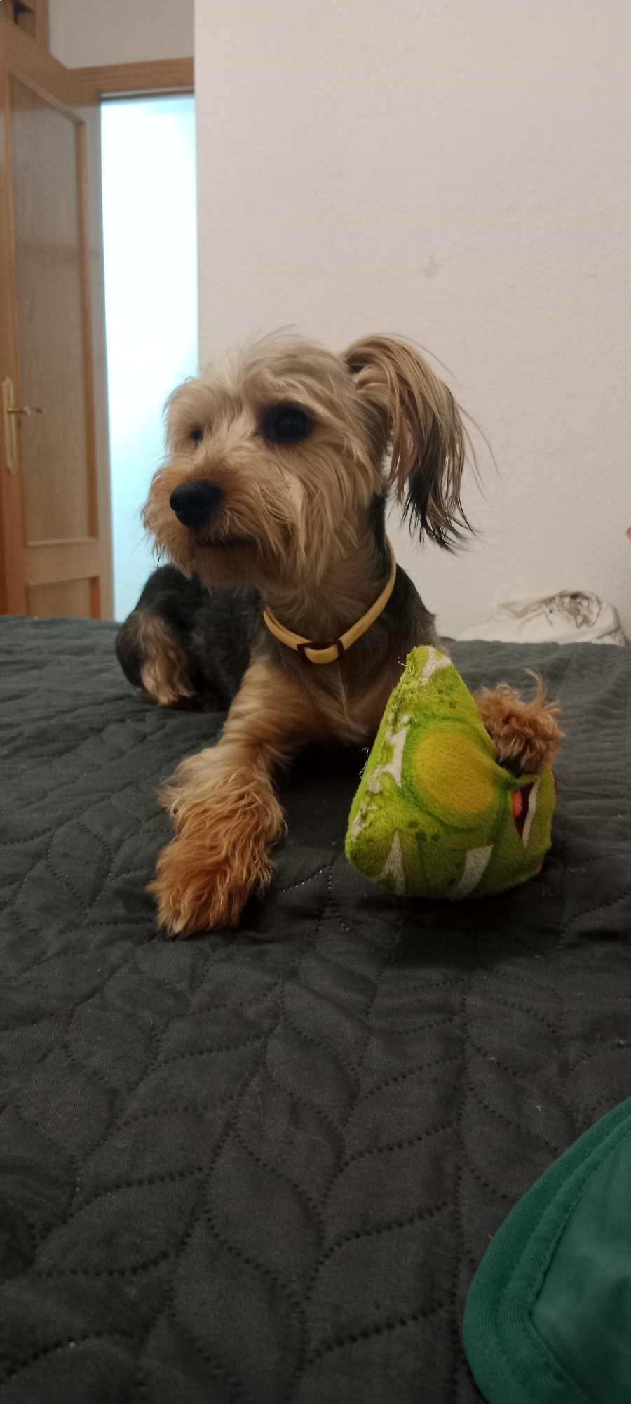 Yorkshire Terrier winds down at a Galapagar home