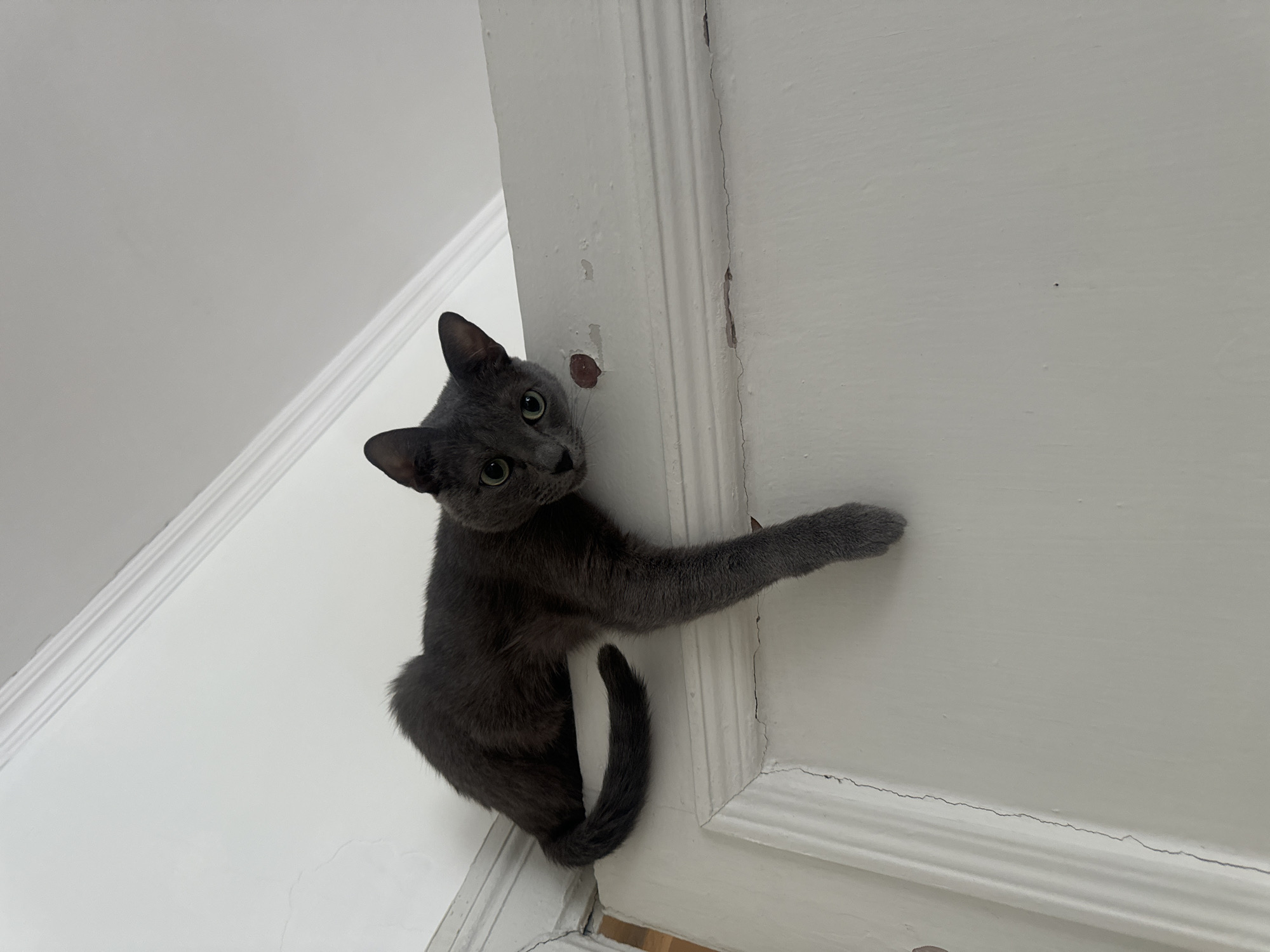 Gray cat clings to door frame in Moscow