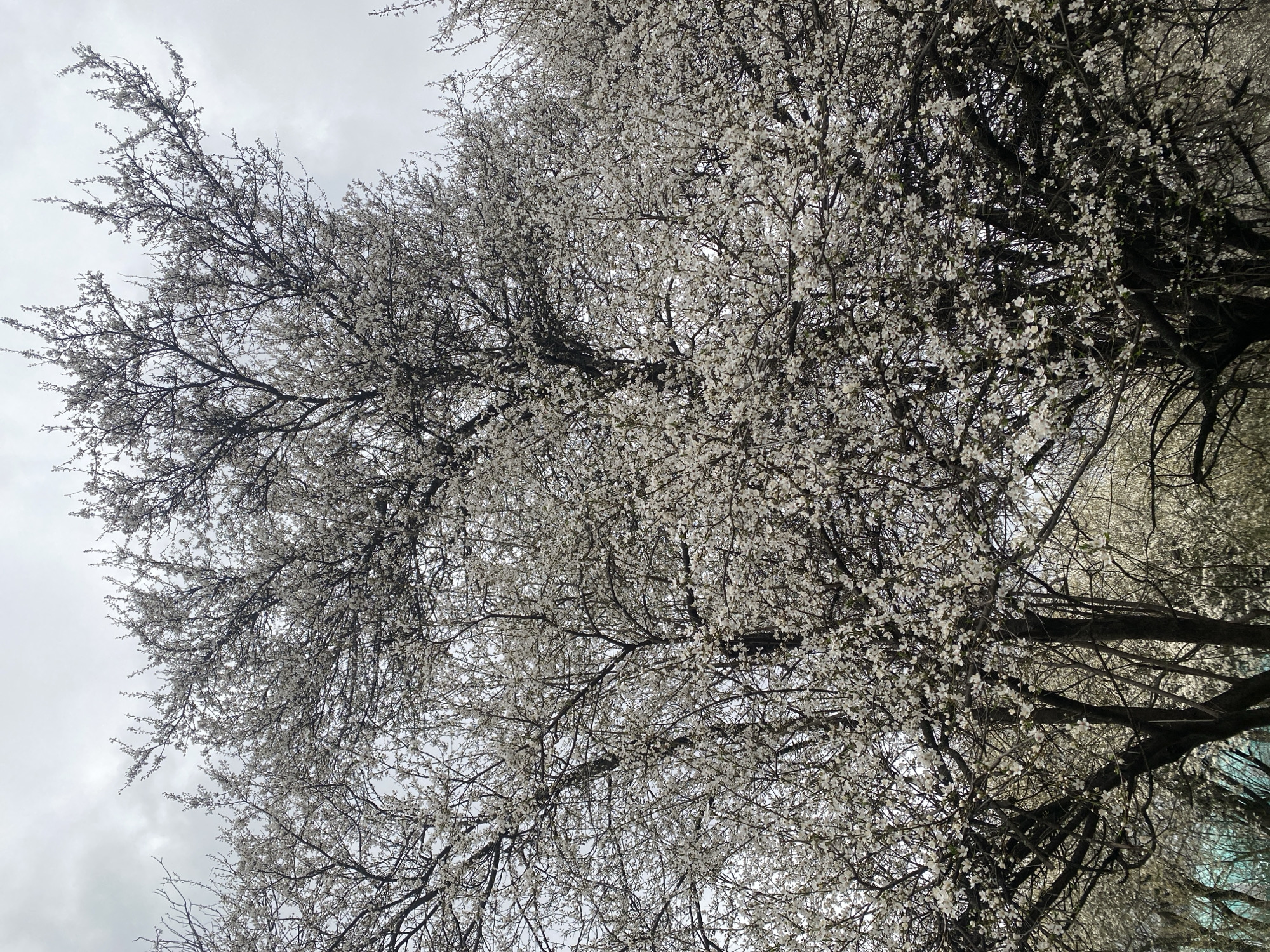 White blossoming trees photographed in Sofia under grey skies