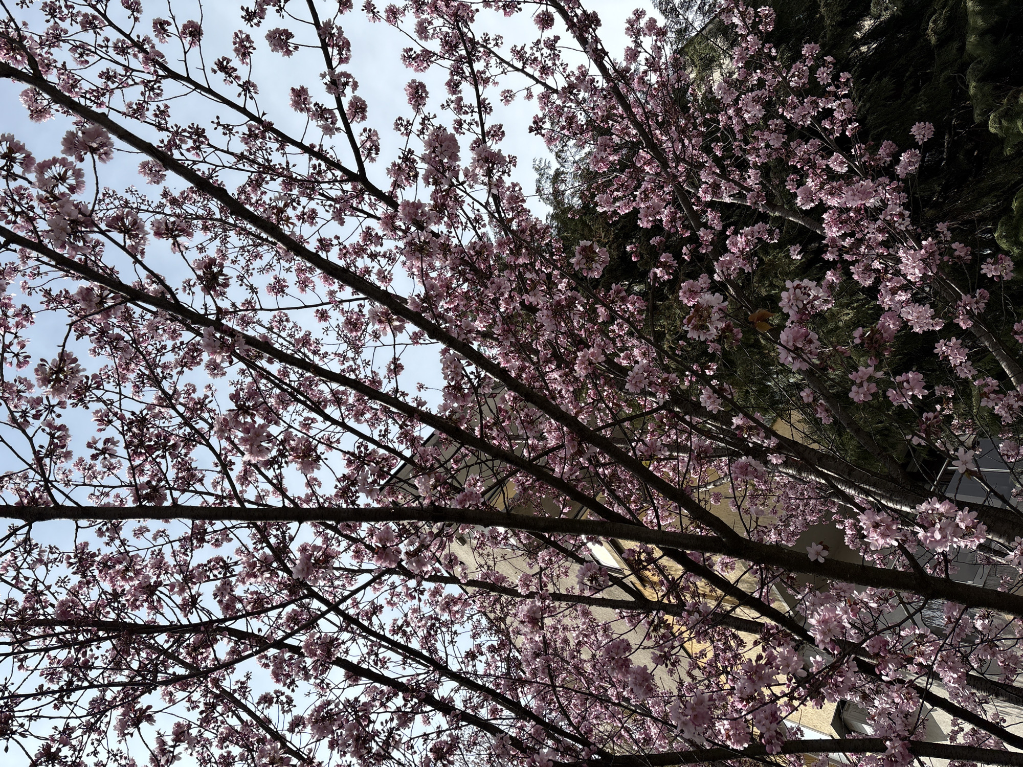 Spring blooms documented in Panagyurishte, Bulgaria urban park setting