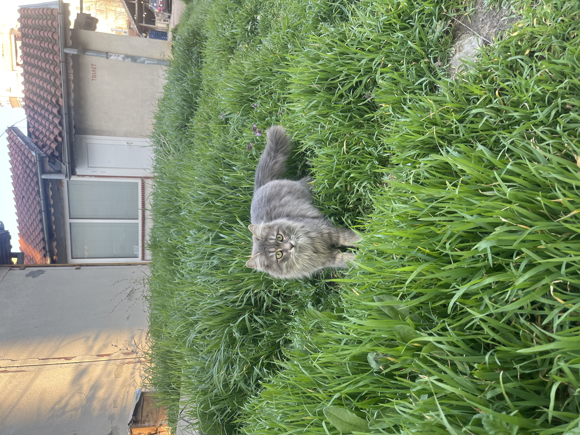 Spring afternoon documented in Varna: blossoms, meals, cats