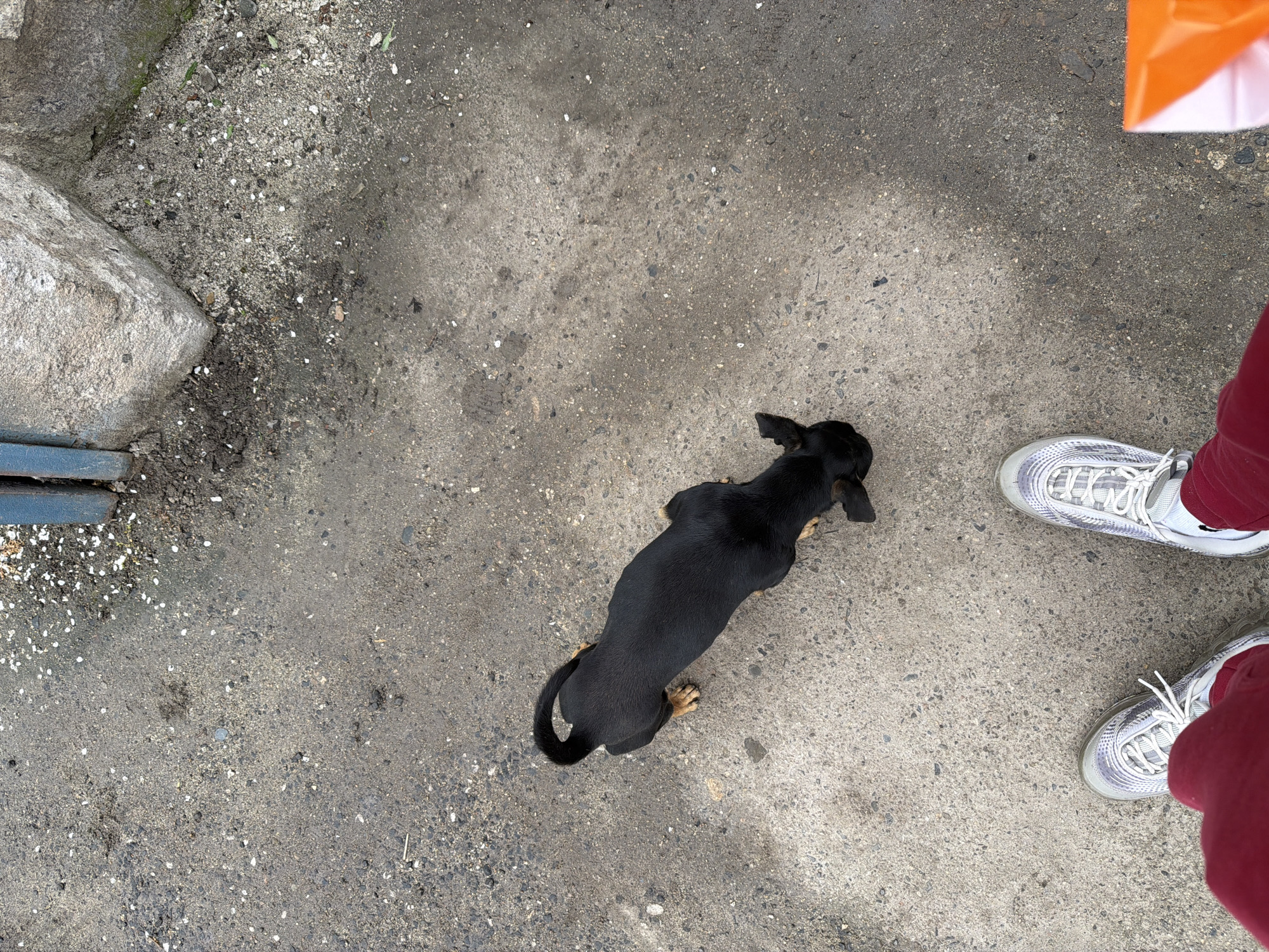Small dog spotted on street in Bulgarian town