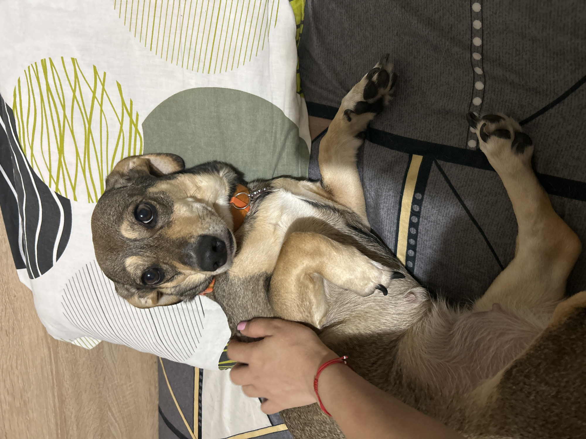 Dog relaxes on bed with a reassuring hand on its back