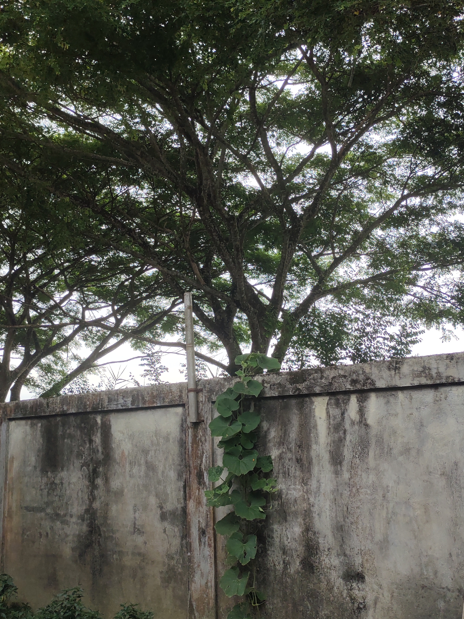 Morning moments captured in Mee: nature and traditional snacks