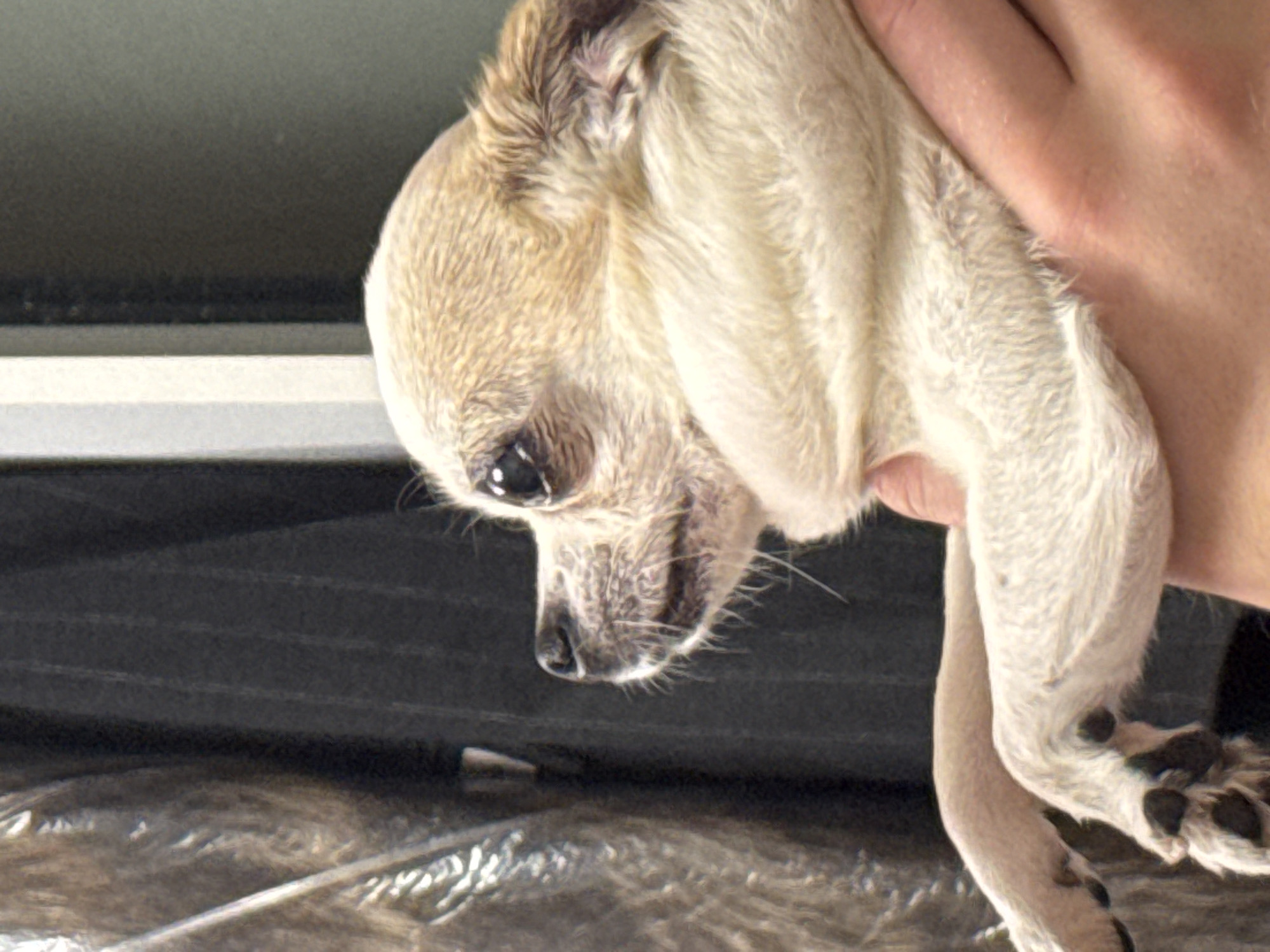 Varna residents share pet and cooking moments