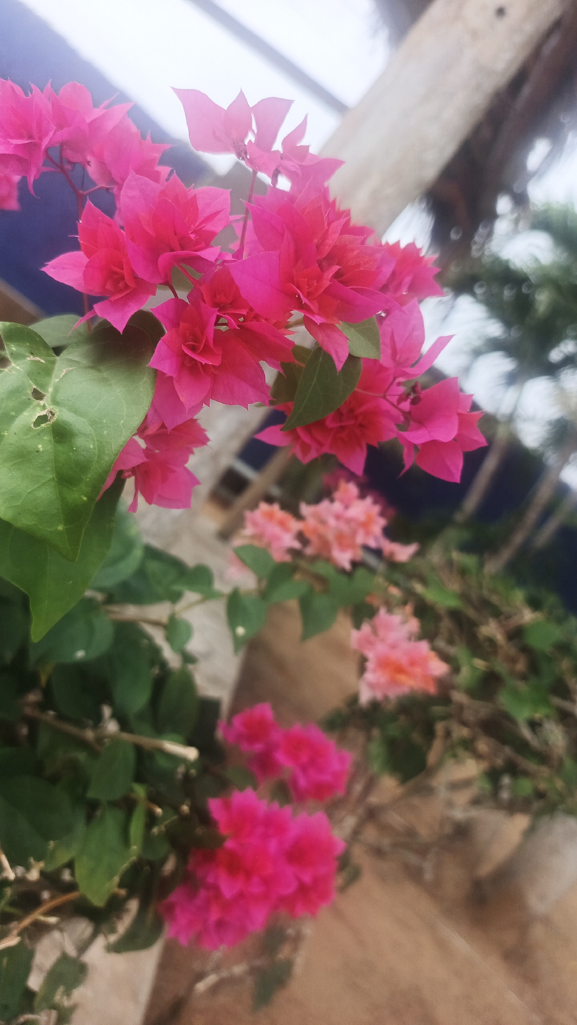 Nature observed at Venezuelan beach includes flowers, trees, heron