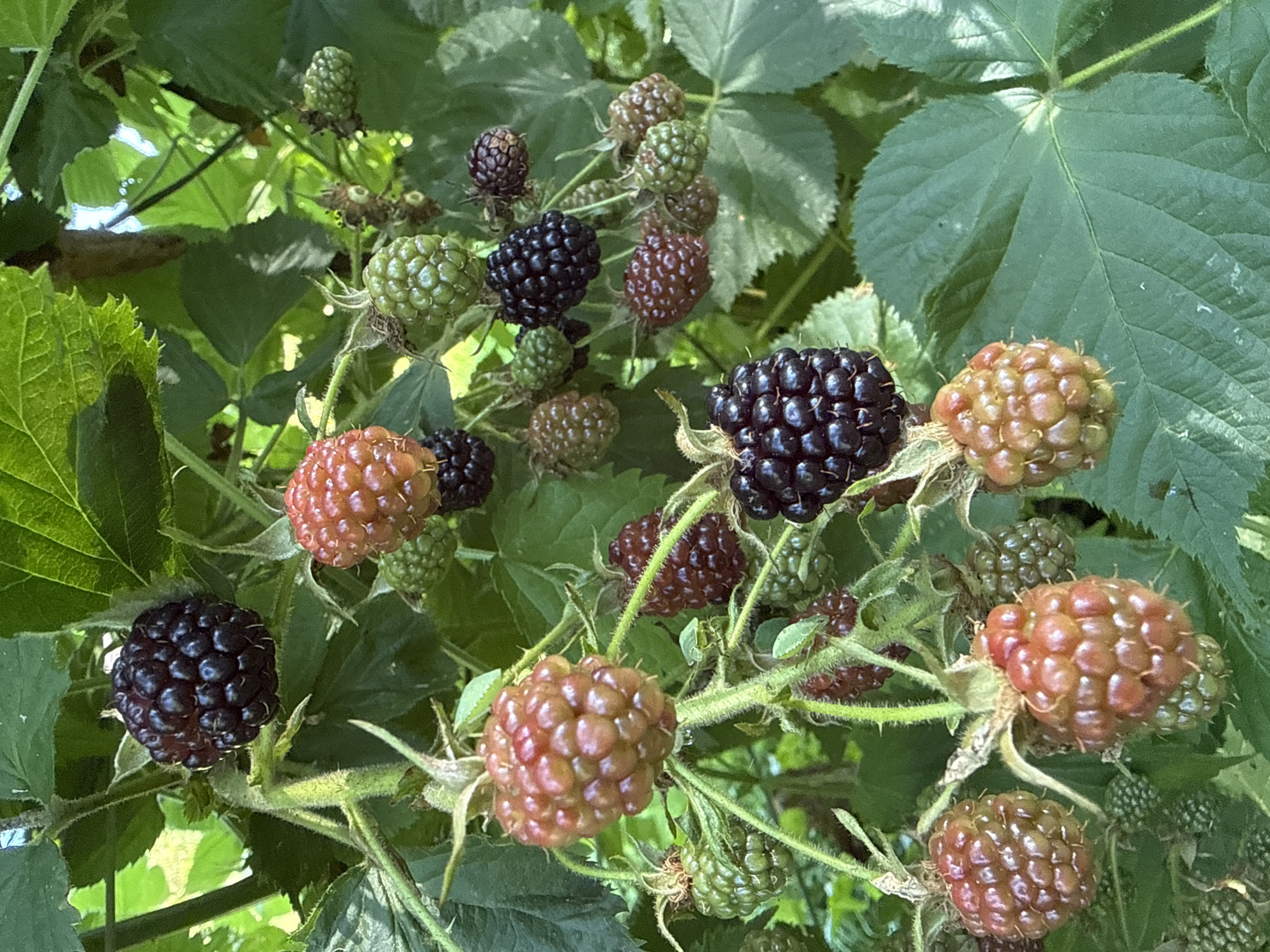 Wild berries, flowers, and oak growth spotted in rural Russia
