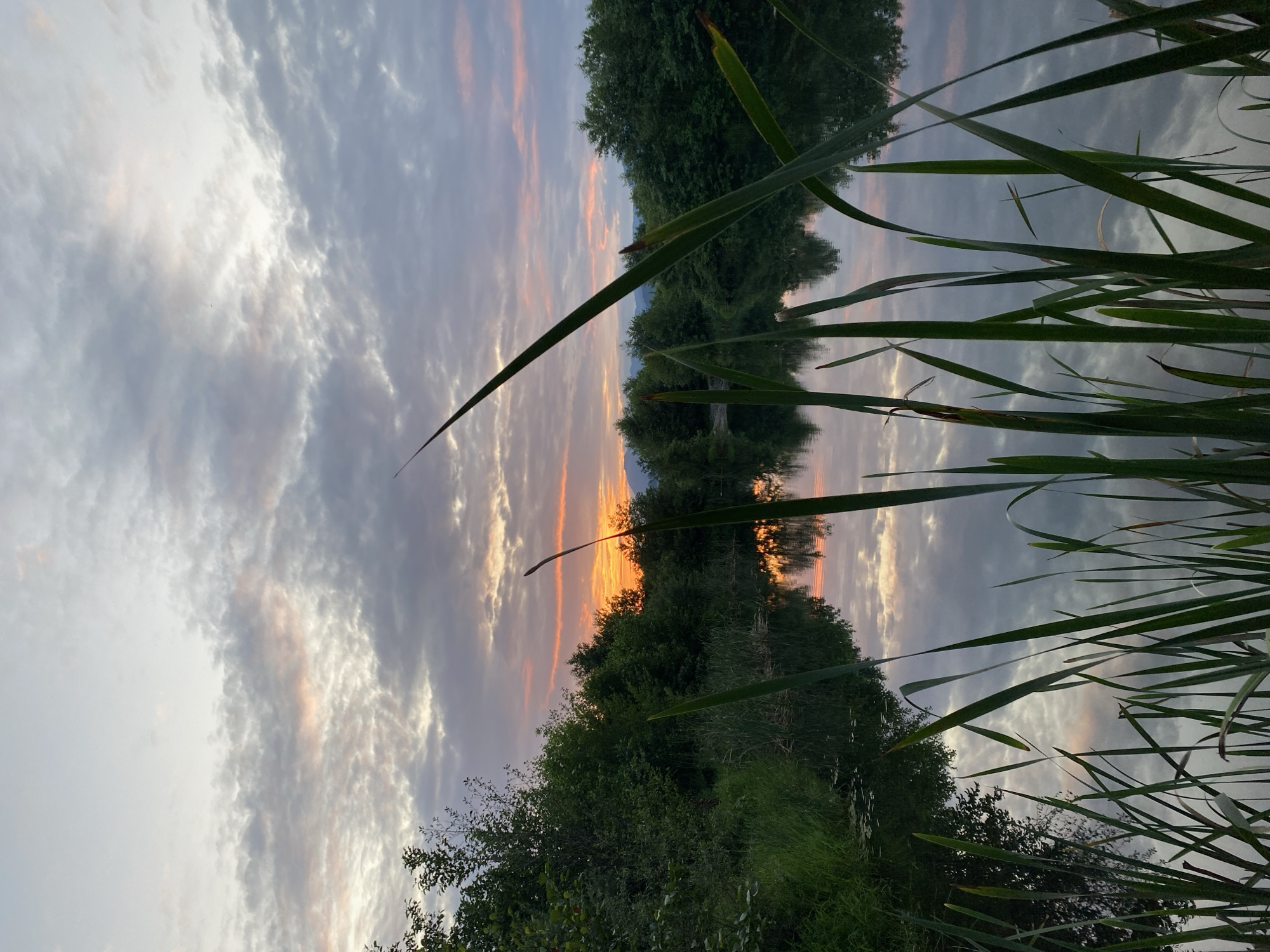 Reeds, fossils, and damselflies along the Batumi wetlands at dusk