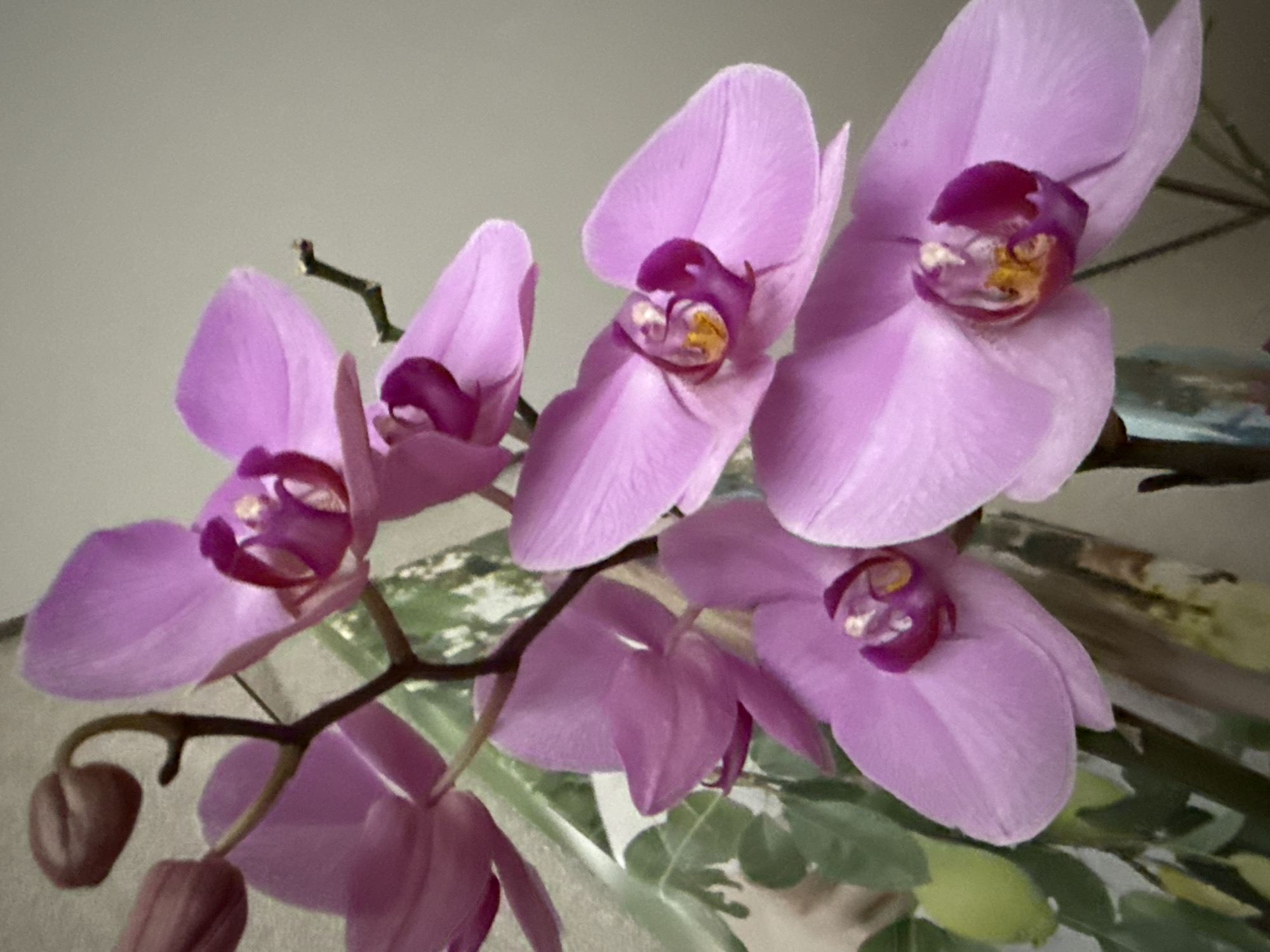 Morning domestic moments captured: flowers, portraits, rain, baby items
