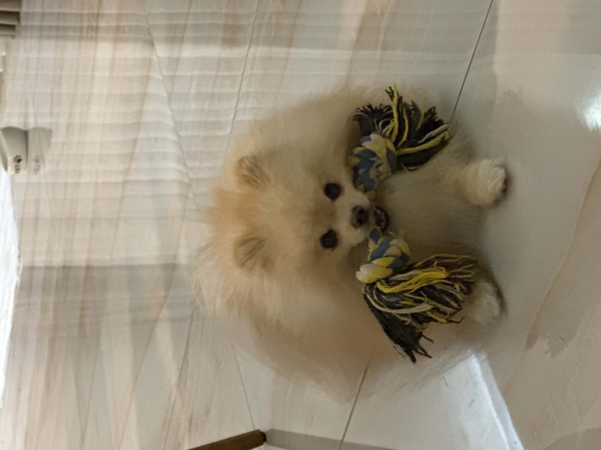 Pomeranian plays with rope toy in Bulgarian home