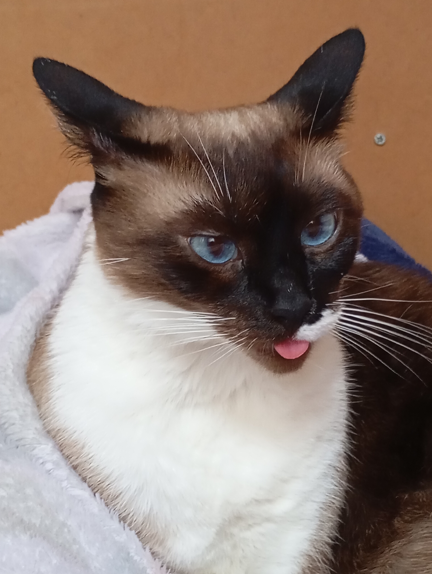 Siamese cat relaxes and grooms on blankets in Batumi