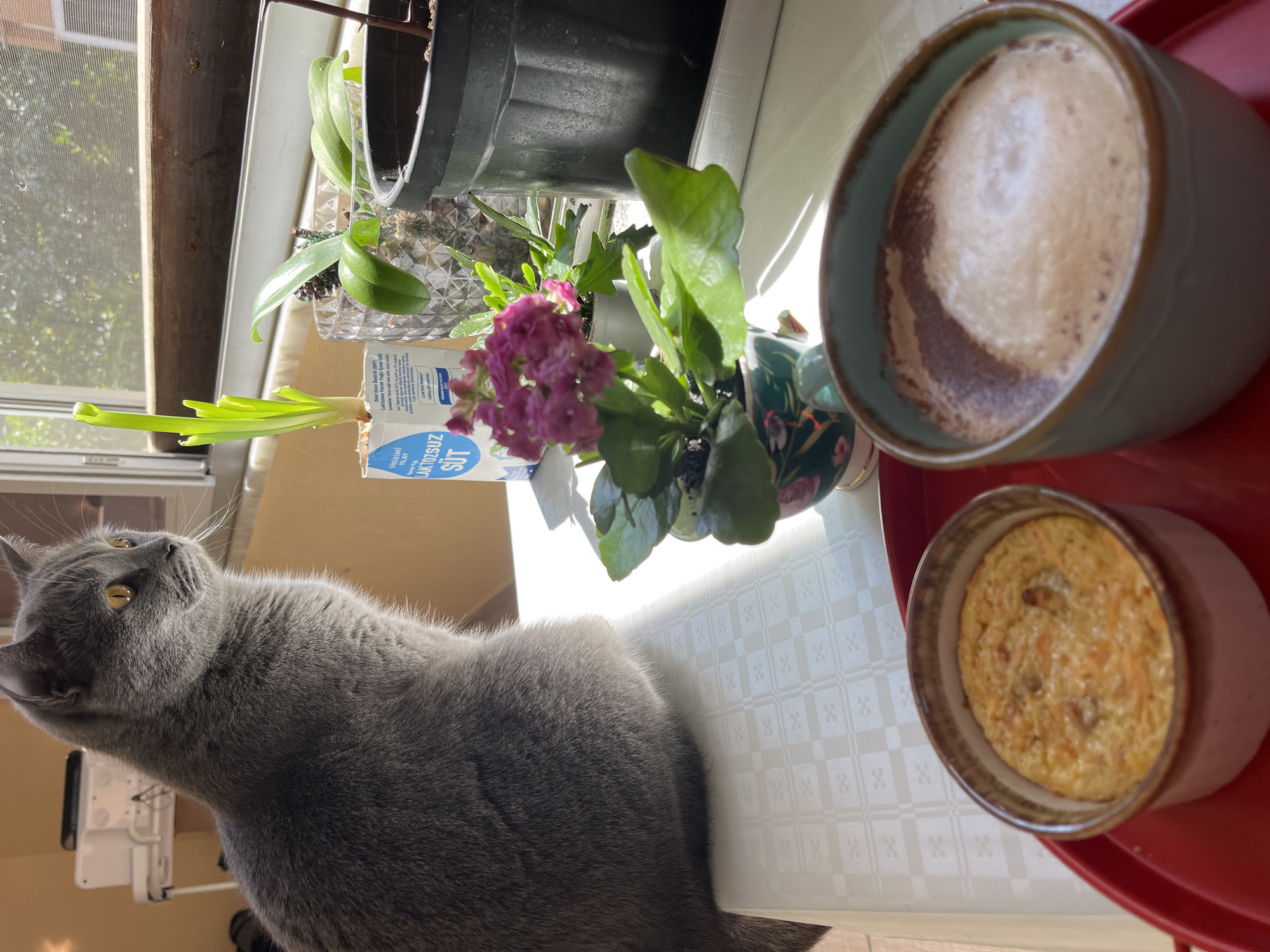 Grey cat observed resting, grooming on Alanya windowsill