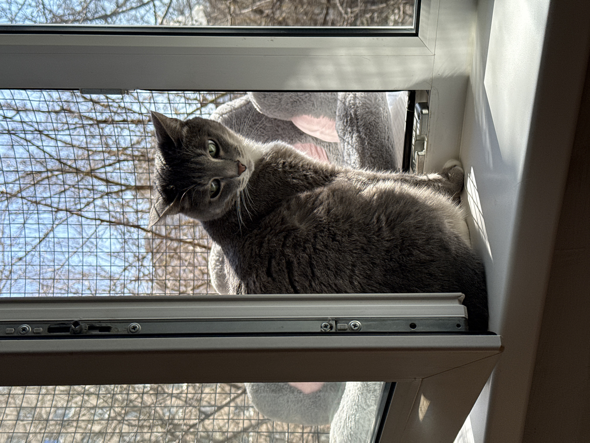Quiet Sunday morning scenes in Reutov: cats, selfies, biking