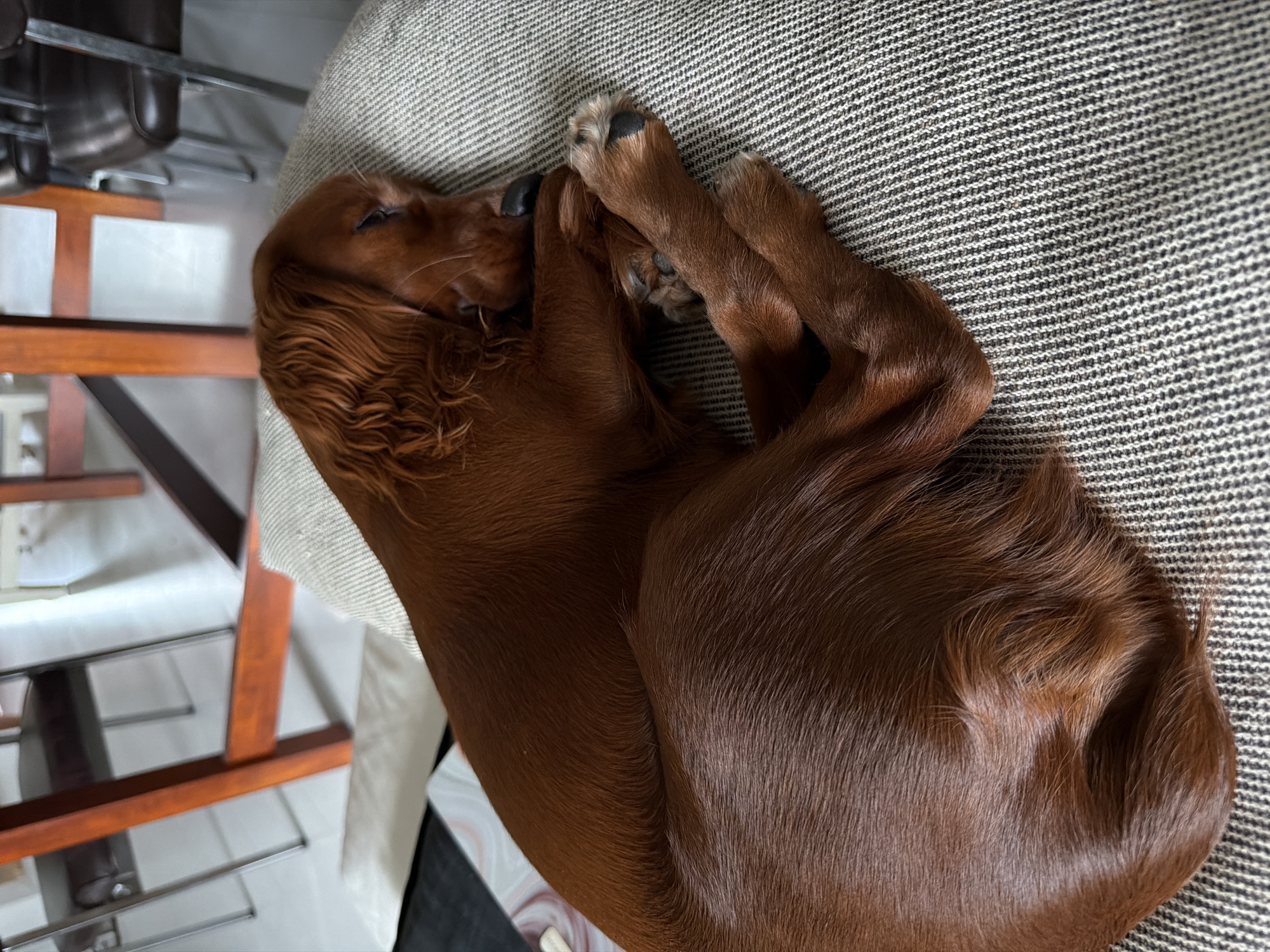 Irish Setter napping on a couch in Chang Phueak