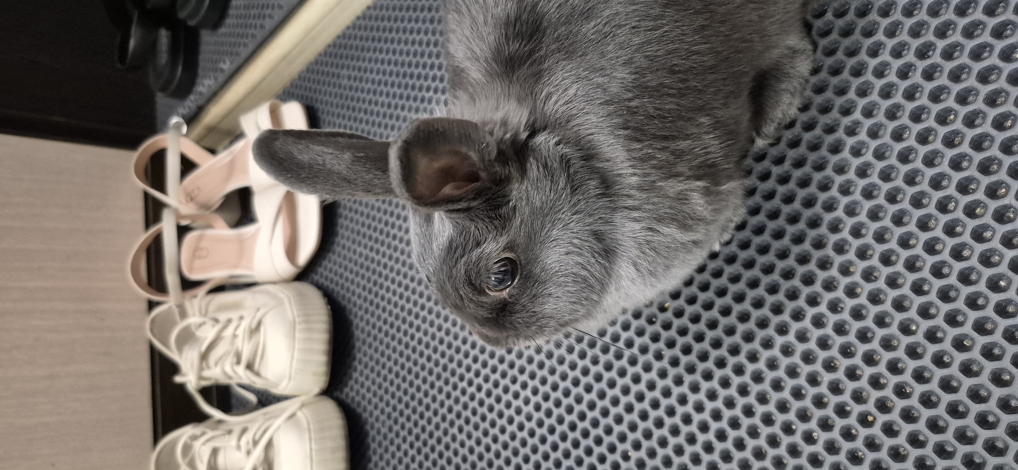 Grey rabbit's casual afternoon in a Ussurijsk apartment