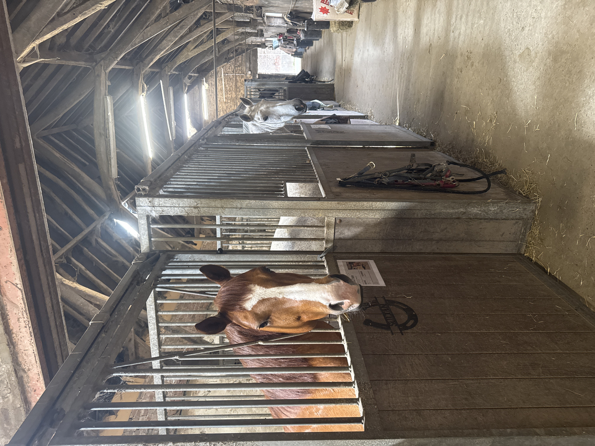 Farm animals observed in stable facility, Estaimpuis Belgium