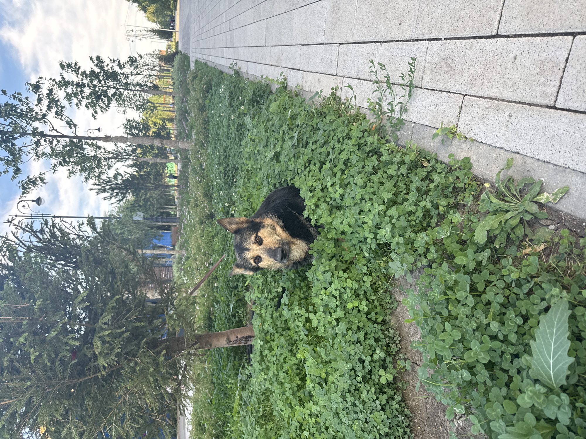 Park life in Kokshetau: flowers, a resting dog, and a bronze statue
