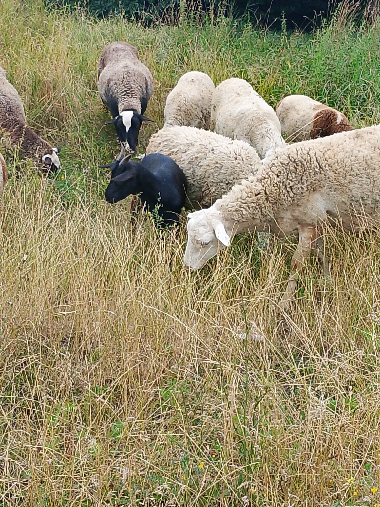 Sheep and goats graze across a dry rural grassland