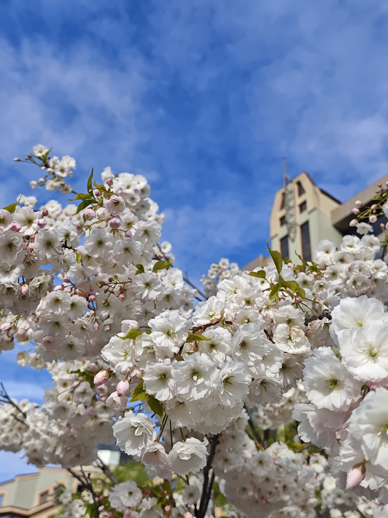 Spring blossoms and historic architecture documented in Ivano-Frankivsk