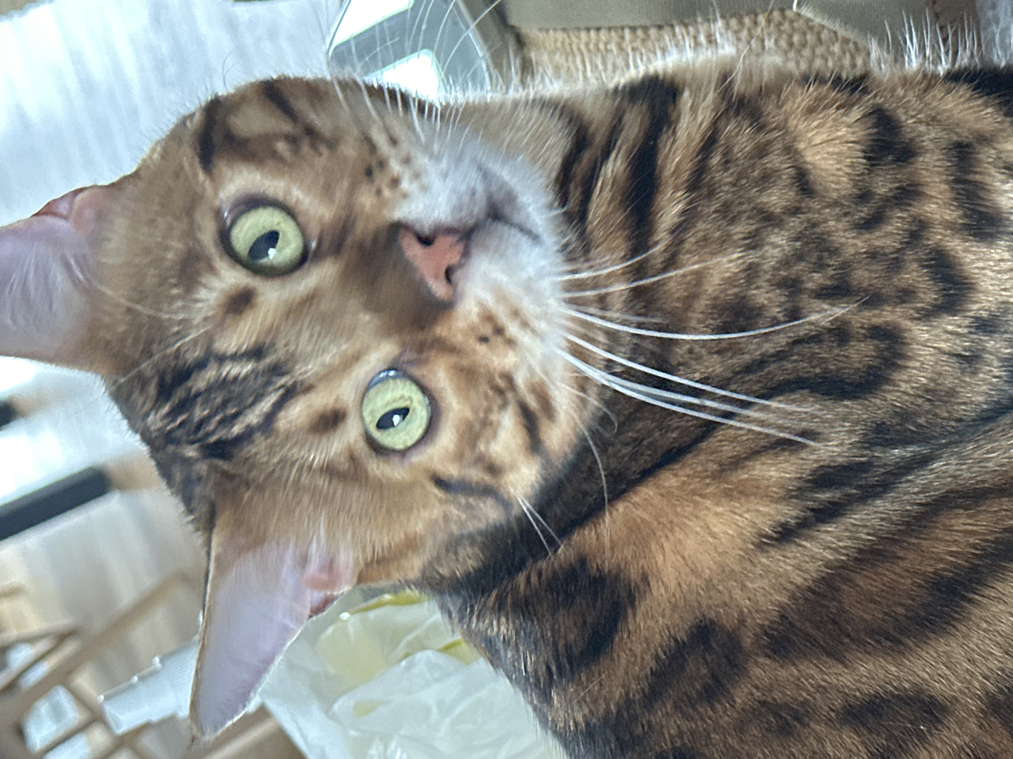 Medical procedure and Bengal cat documented in Kiel