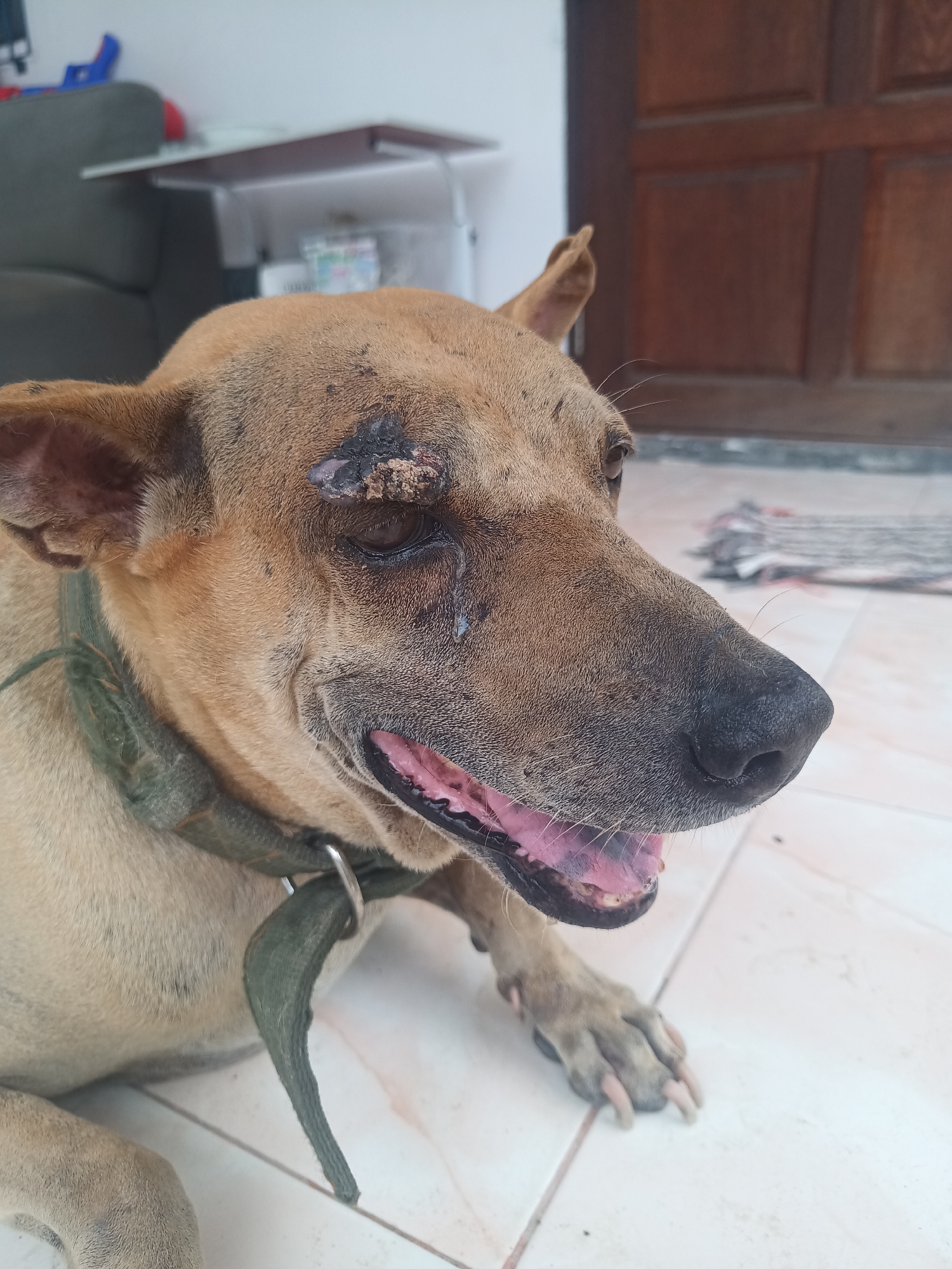 Injured dog receives attention from person in Ko Pha-ngan