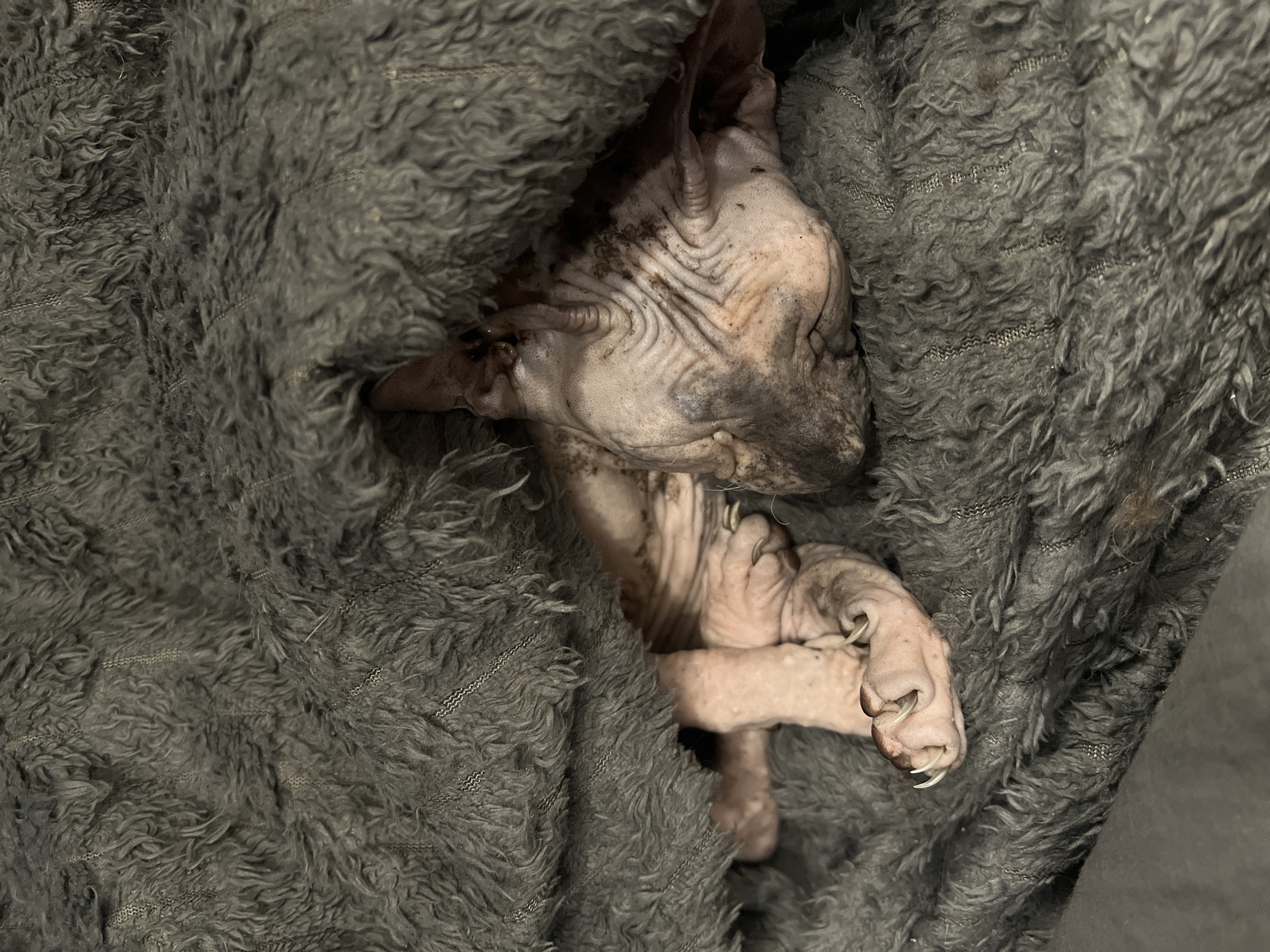 Sphynx cat spotted resting under blanket in Khimki
