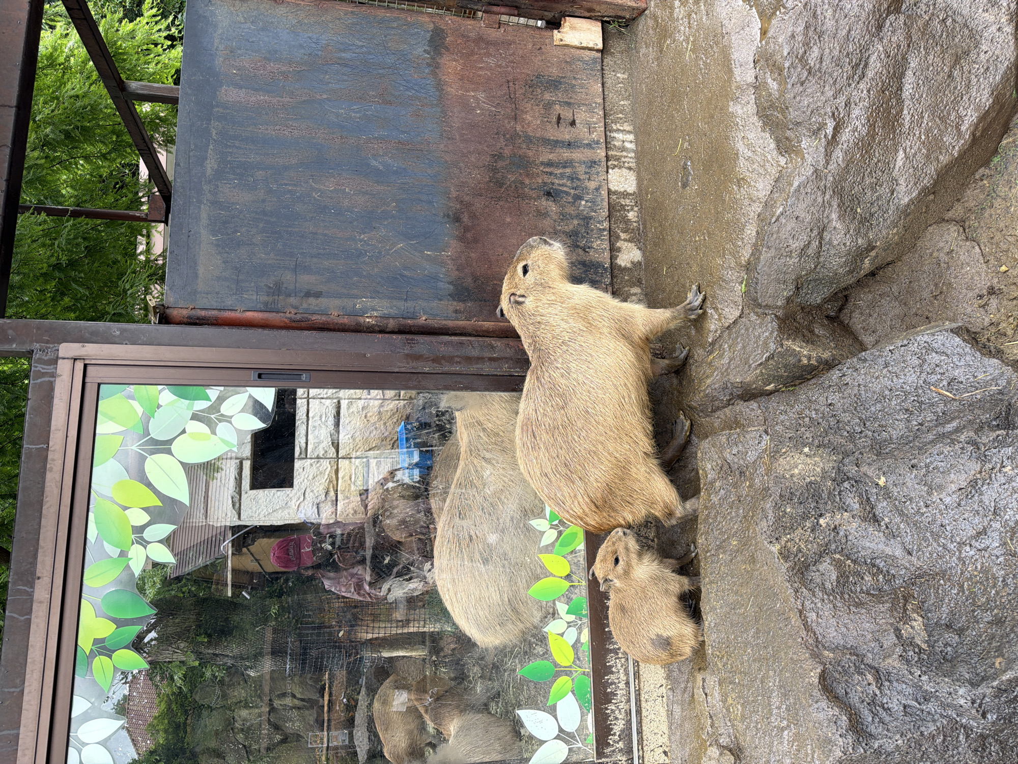 Late-night zoo visit captures capybaras and wildlife in Ito