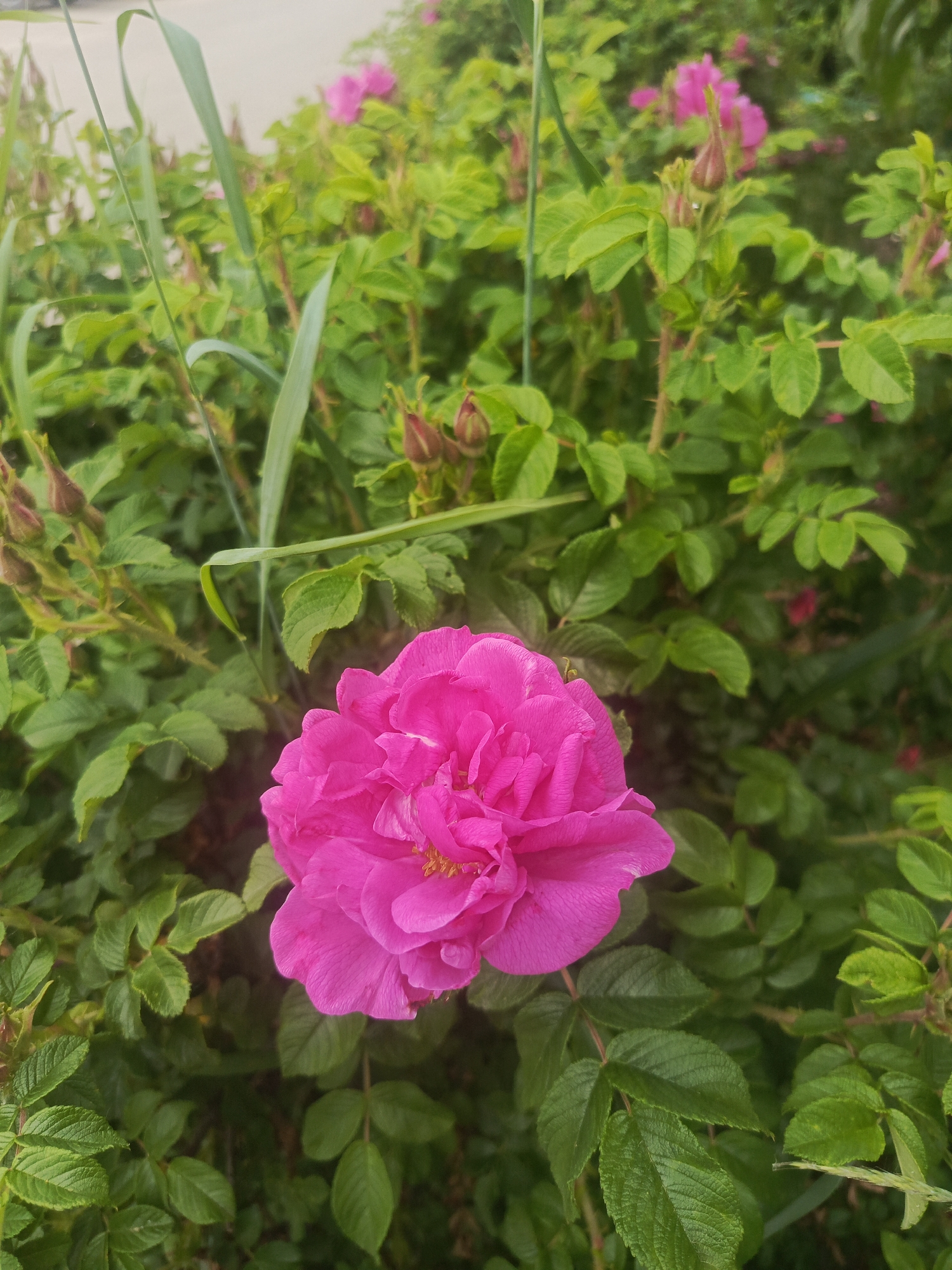 Flowers, weeds, and fresh produce in Meget, Russia