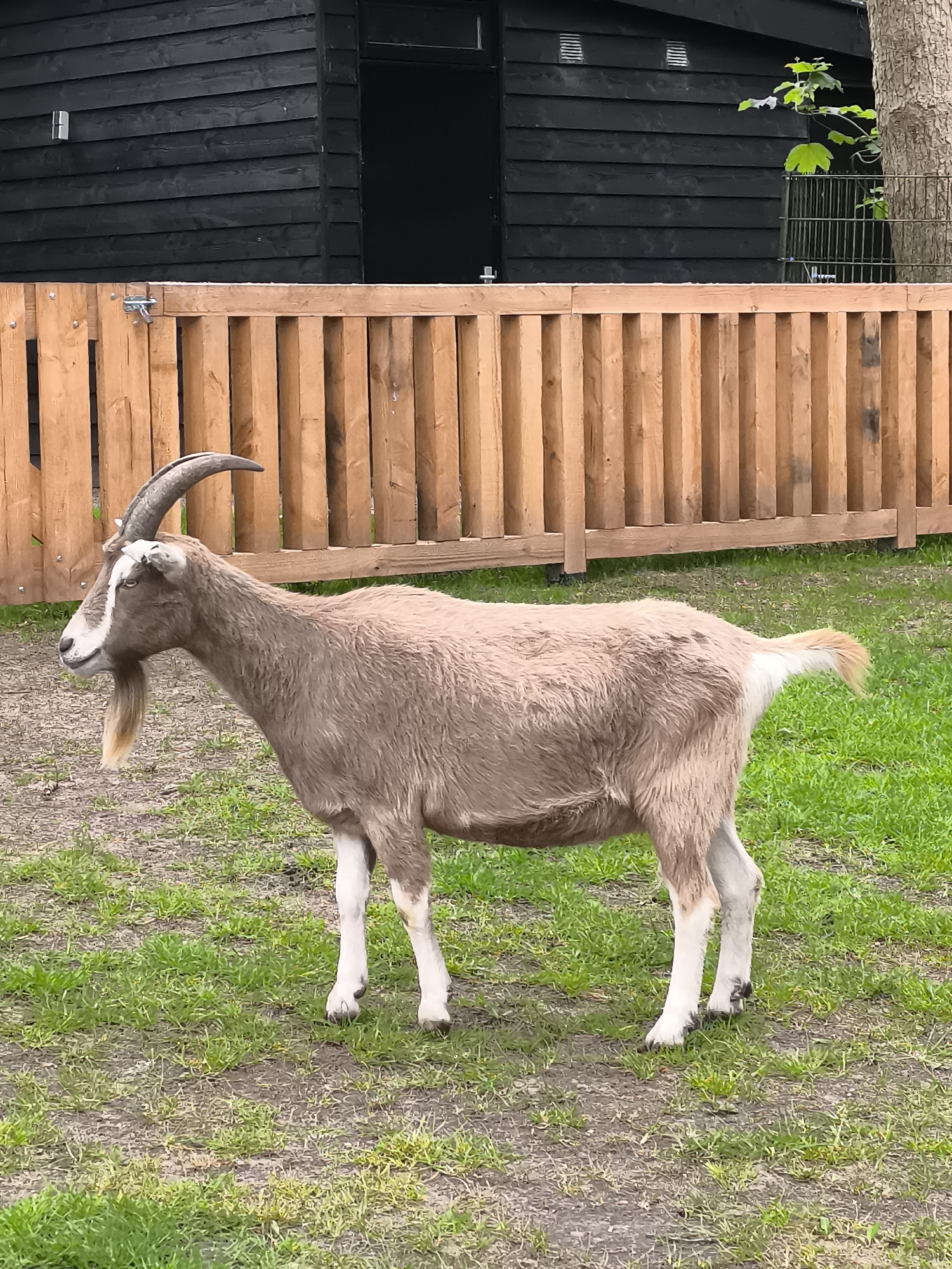 Brown goat spotted grazing in wooded area of Alkmaar