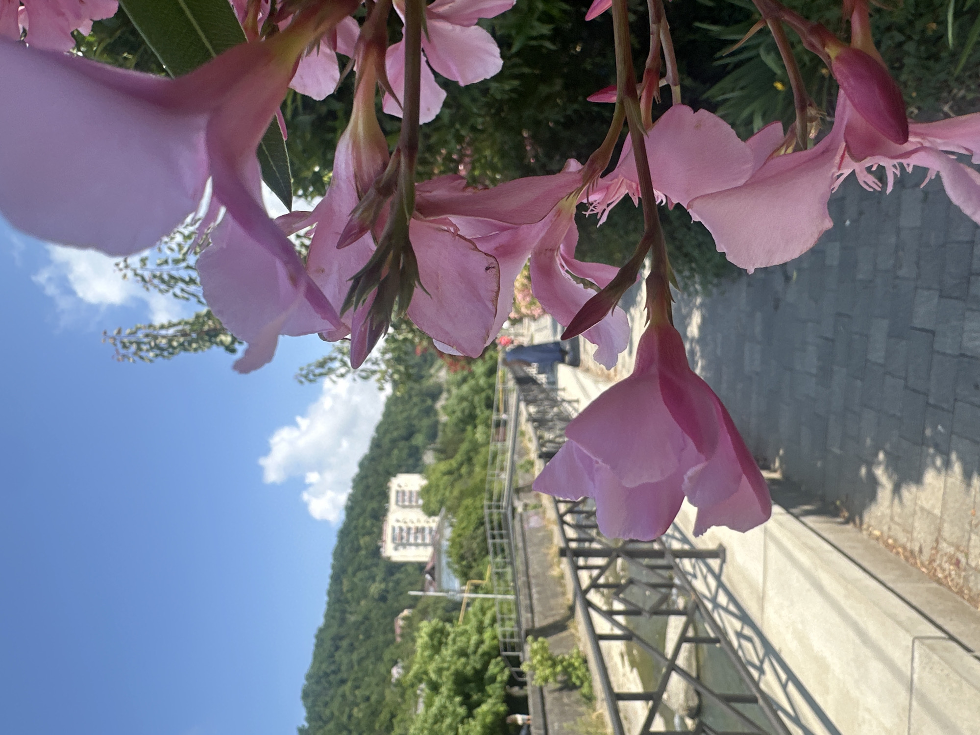 Morning drive through Sochi with oleander in bloom