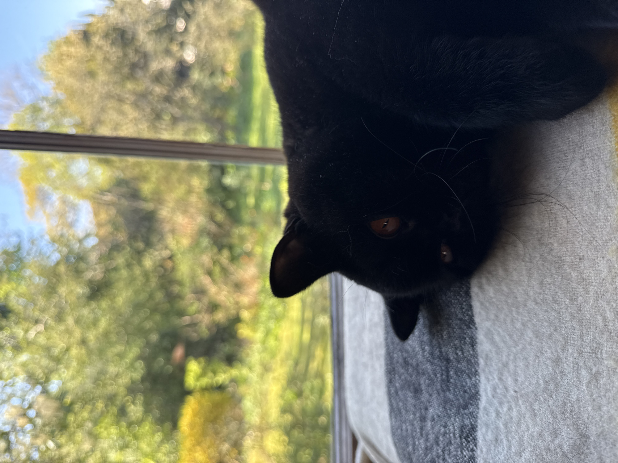 Black cat with amber eyes lounges upside down in London