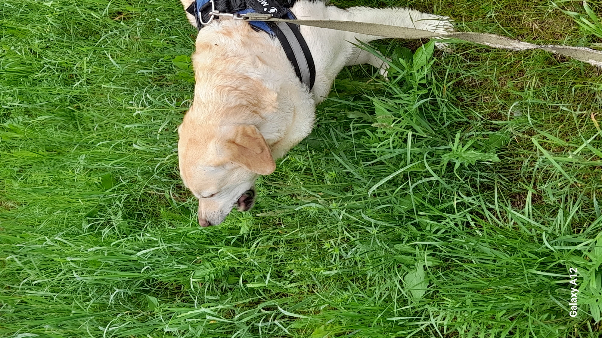 Early morning dog walk through forest trails in Марковский