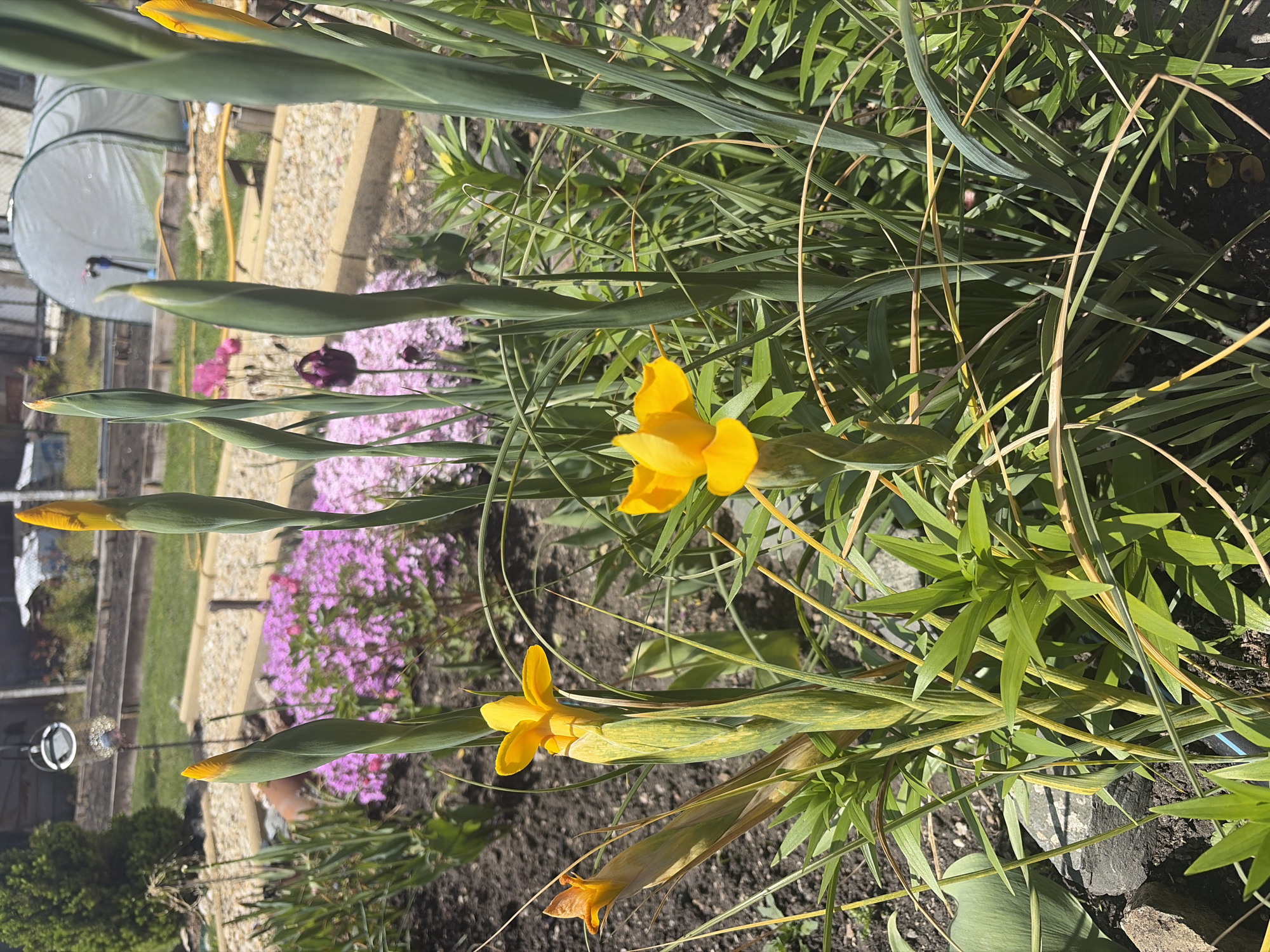 Spring garden blooms documented in Konstantinovo, Bulgaria
