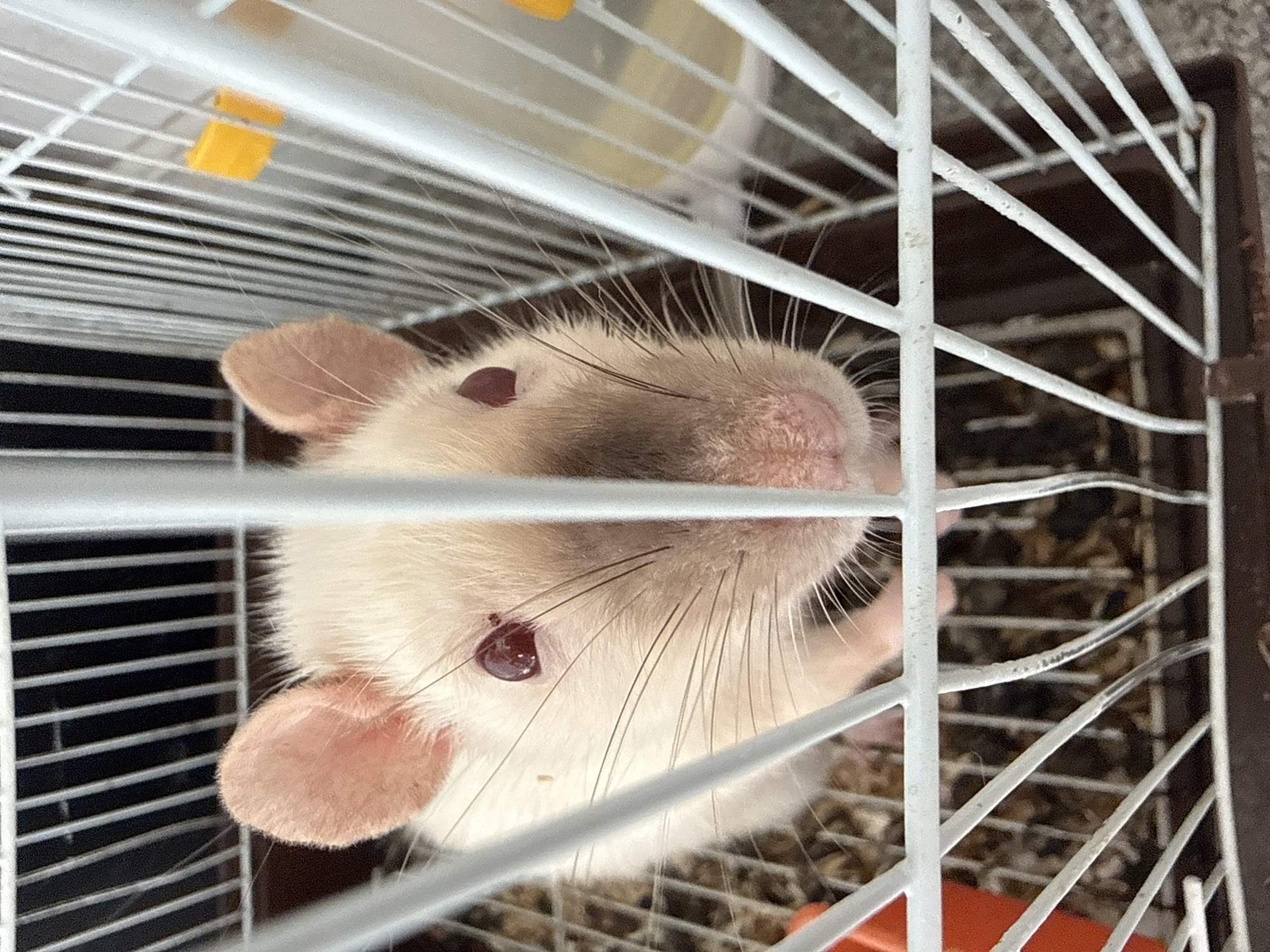 Odds and ends: a caged rat, makeup, and a mystery object
